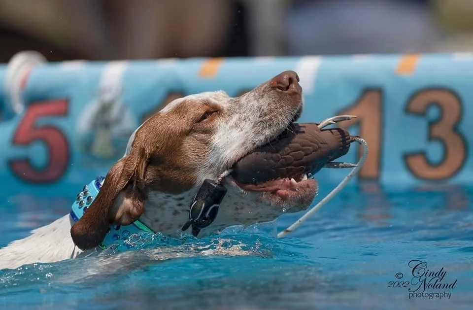 IDS Dock Diving — International Dog Sports