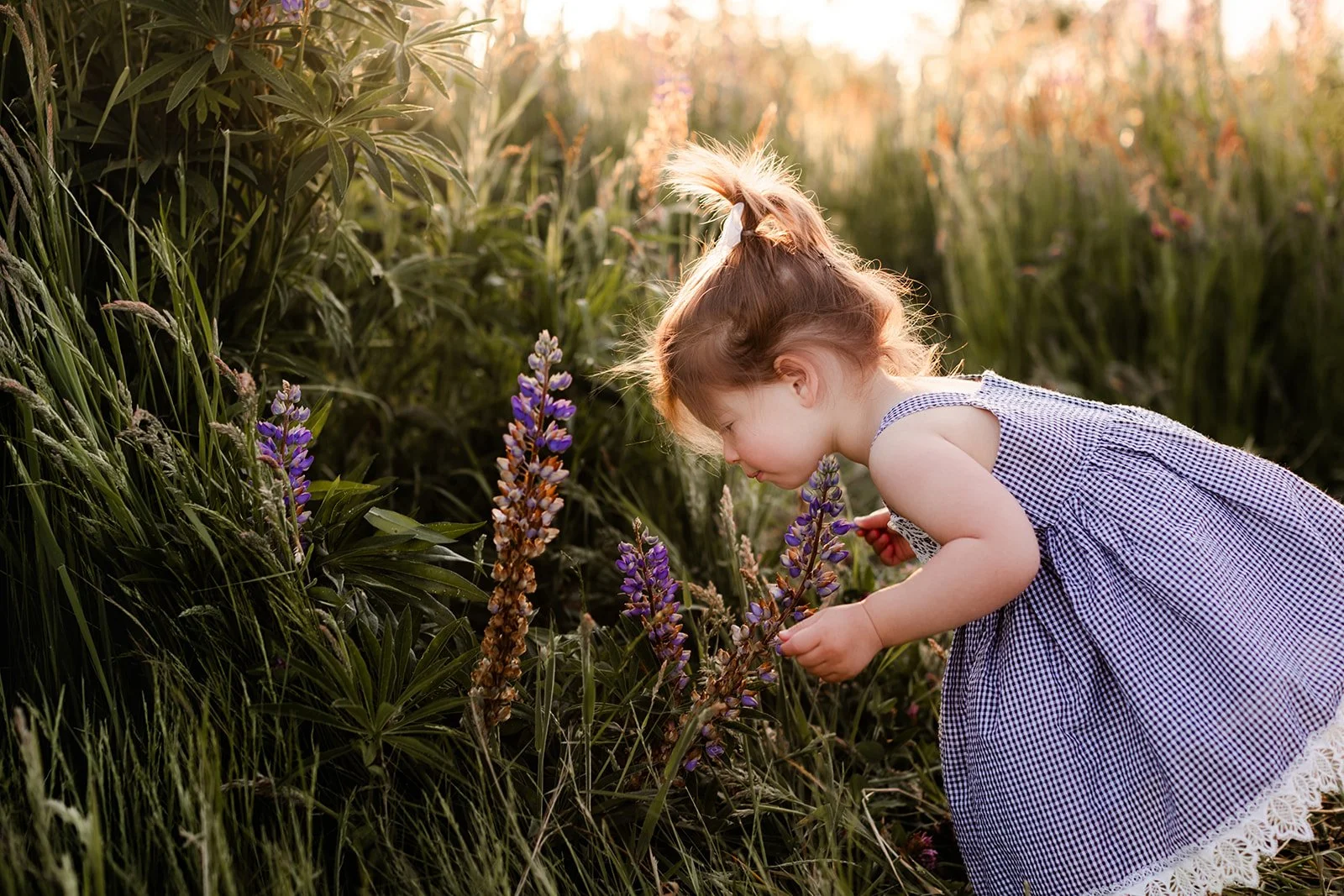 Little girl leans over to smell a purple lupine flower