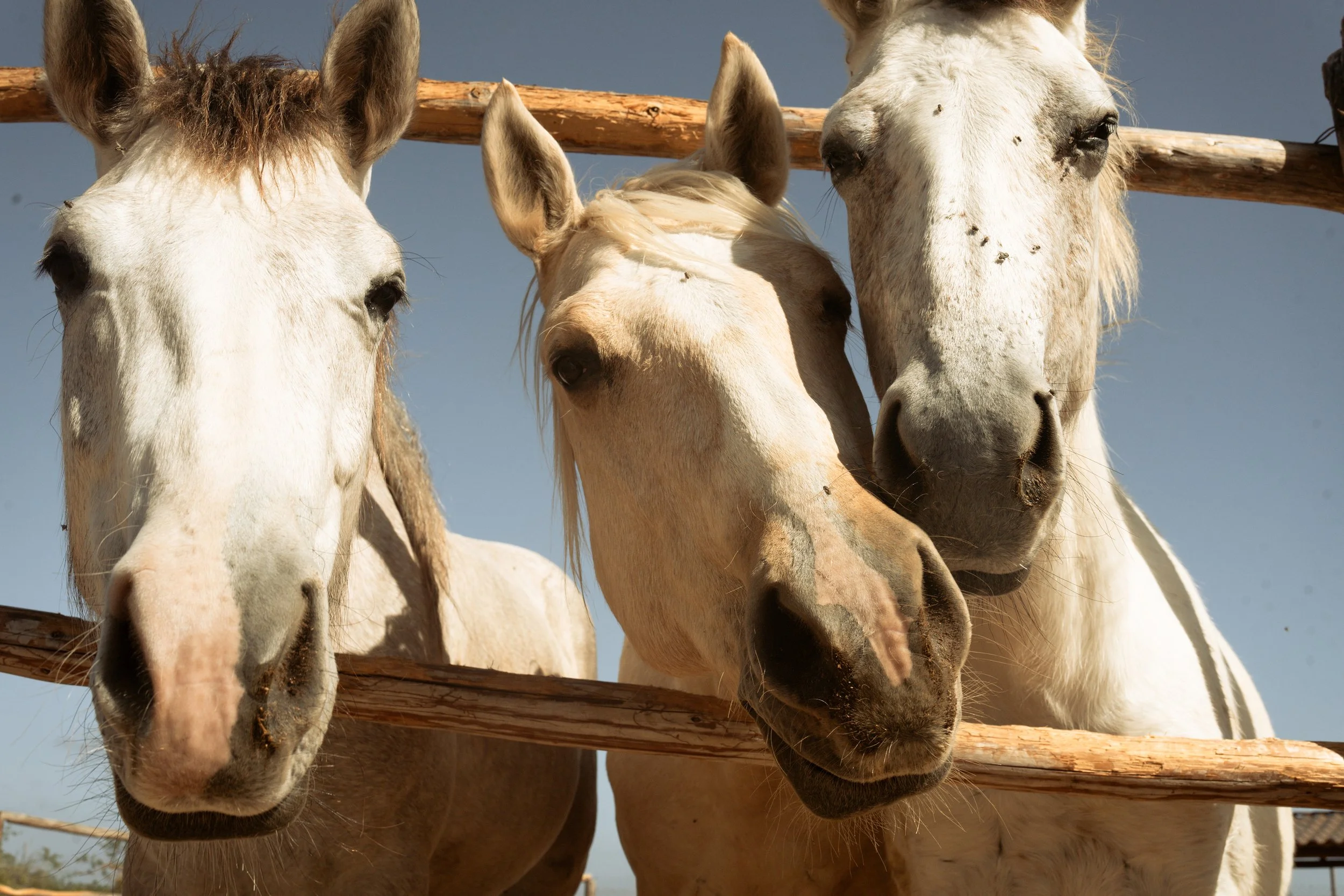 Mística Boutique Hotel - La Ventana, Mexico