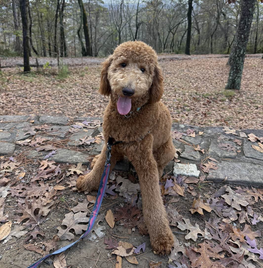 Close-up picture of Dolly, a certified therapy dog who supports children, teens, young adults, adults, and families at Texas Taproot Counseling.
