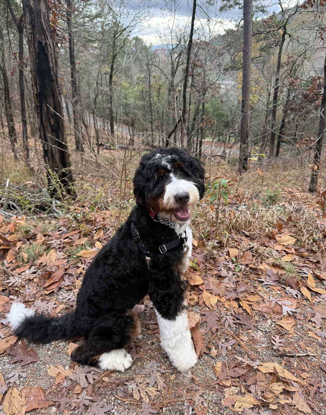 Close-up picture of Scout, a certified therapy dog who supports children, teens, young adults, adults, and families at Texas Taproot Counseling.