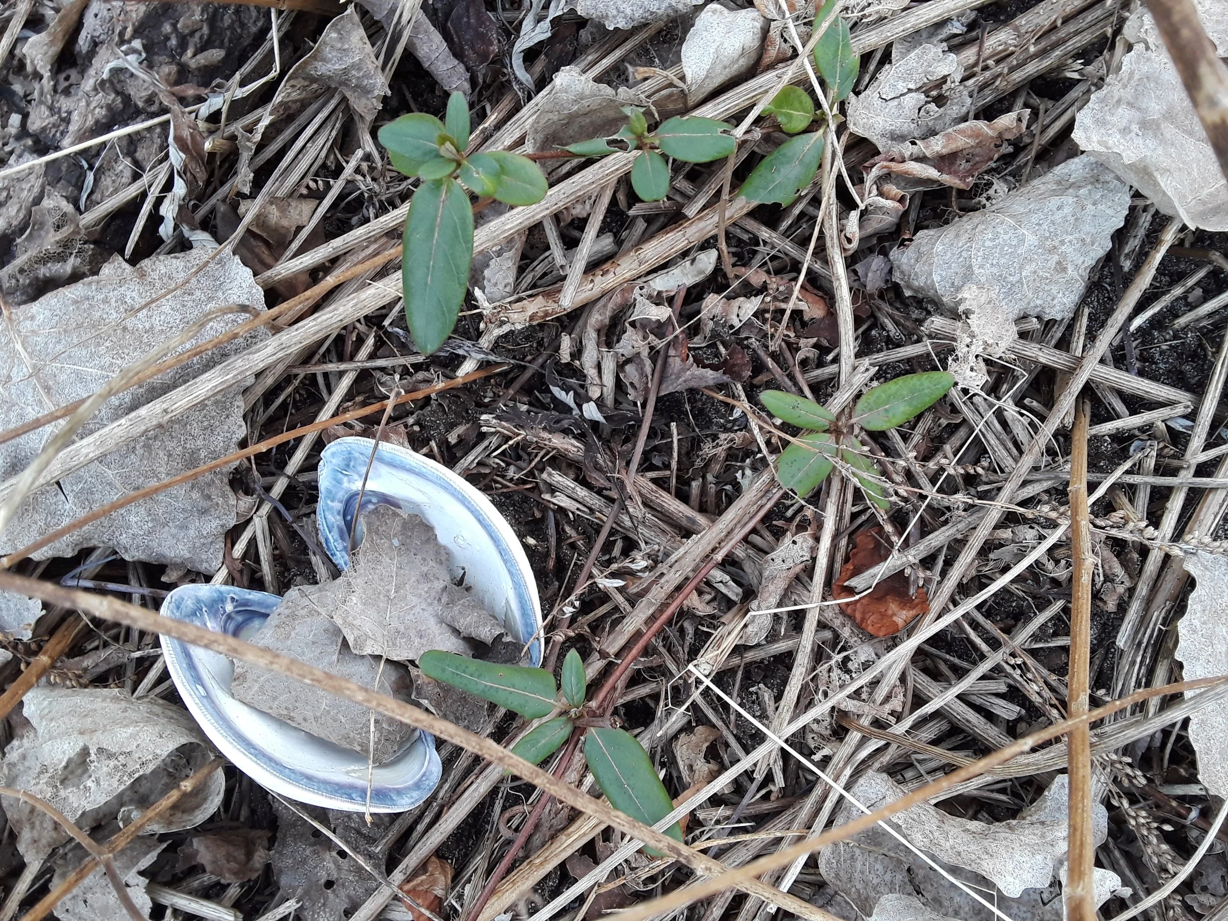 BARNACLE 20210123.jpg