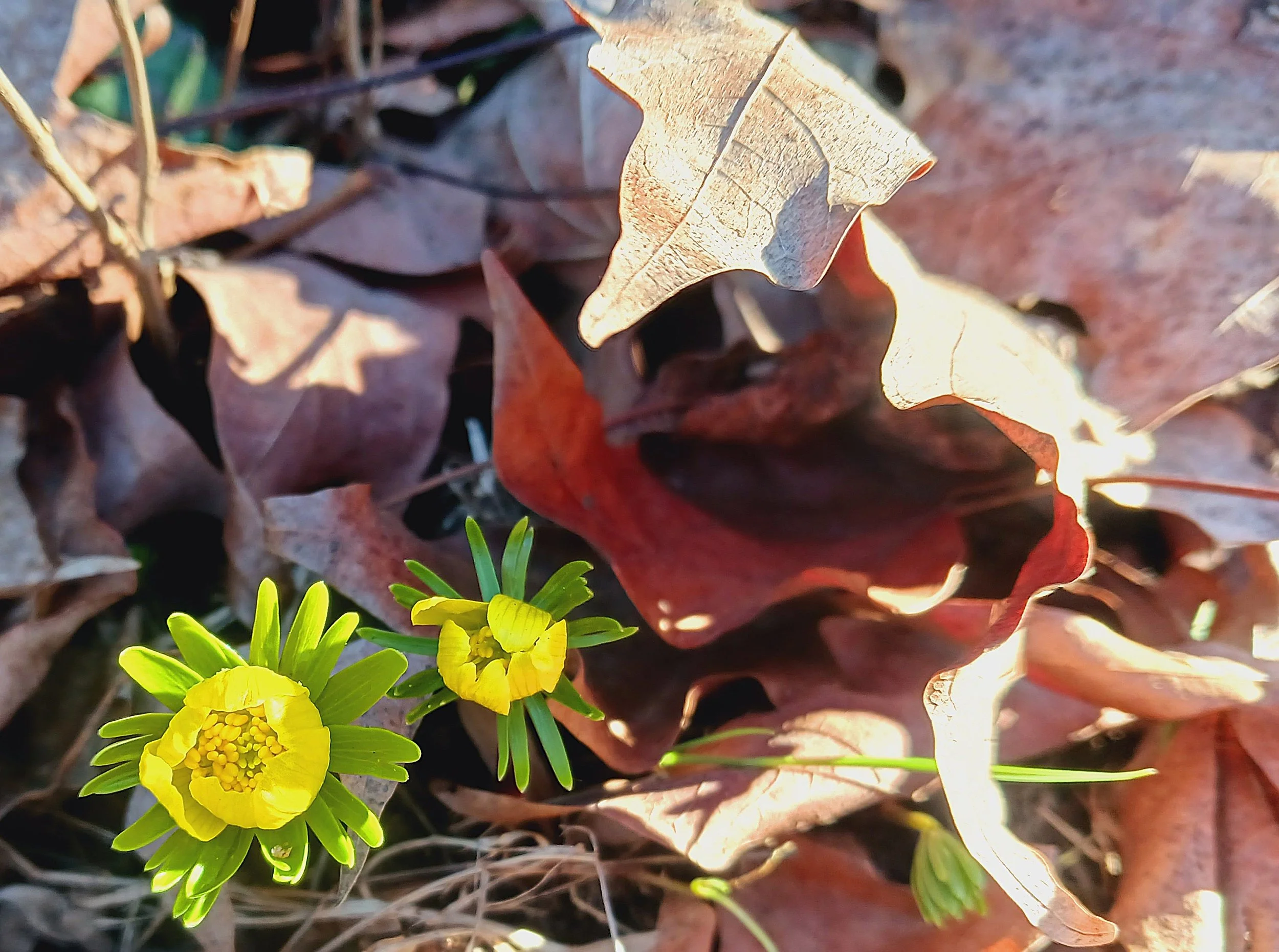 WINTER ACONITE 20260314.jpg