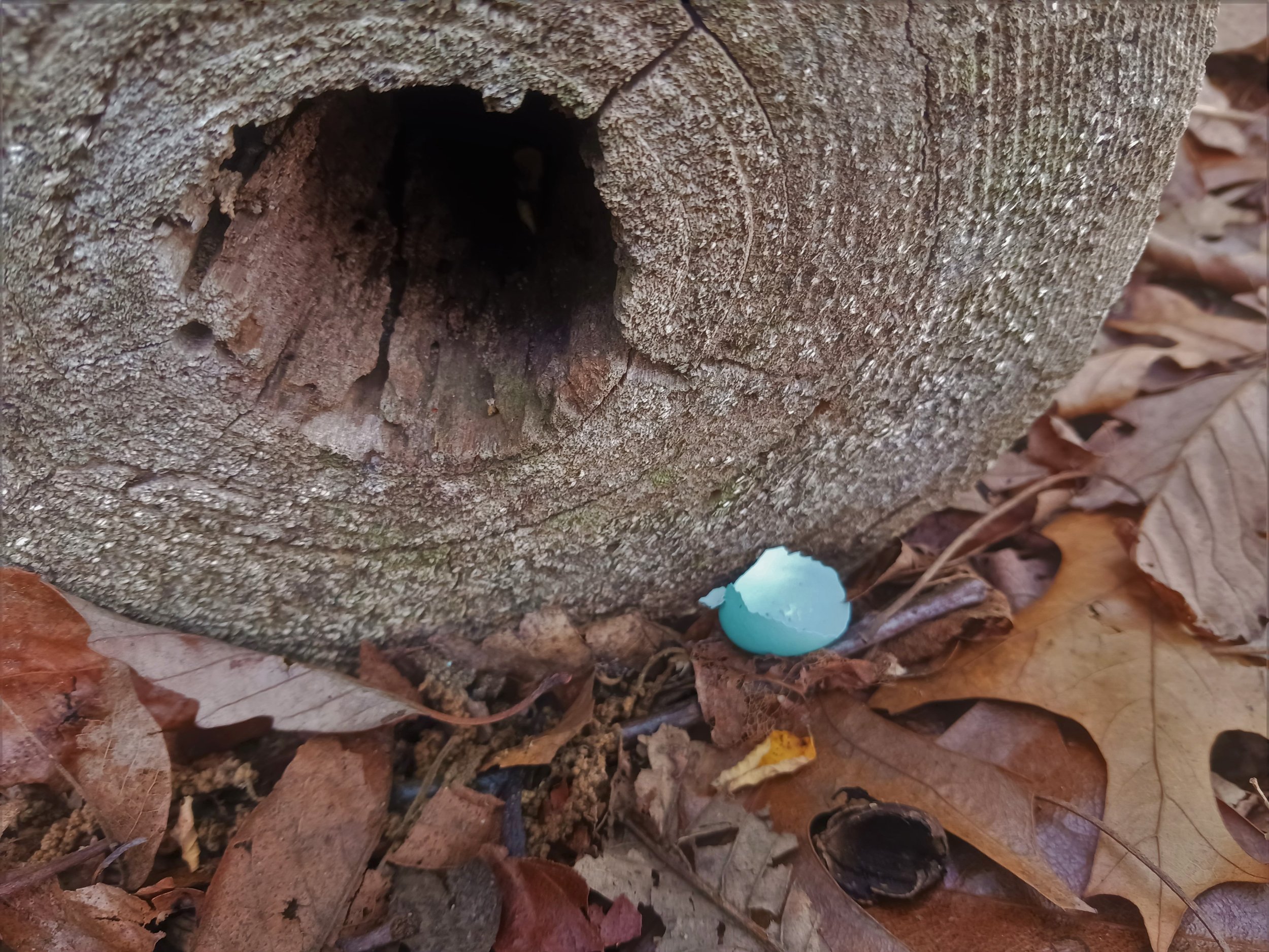 BLUE BIRTHING 20230630.jpg