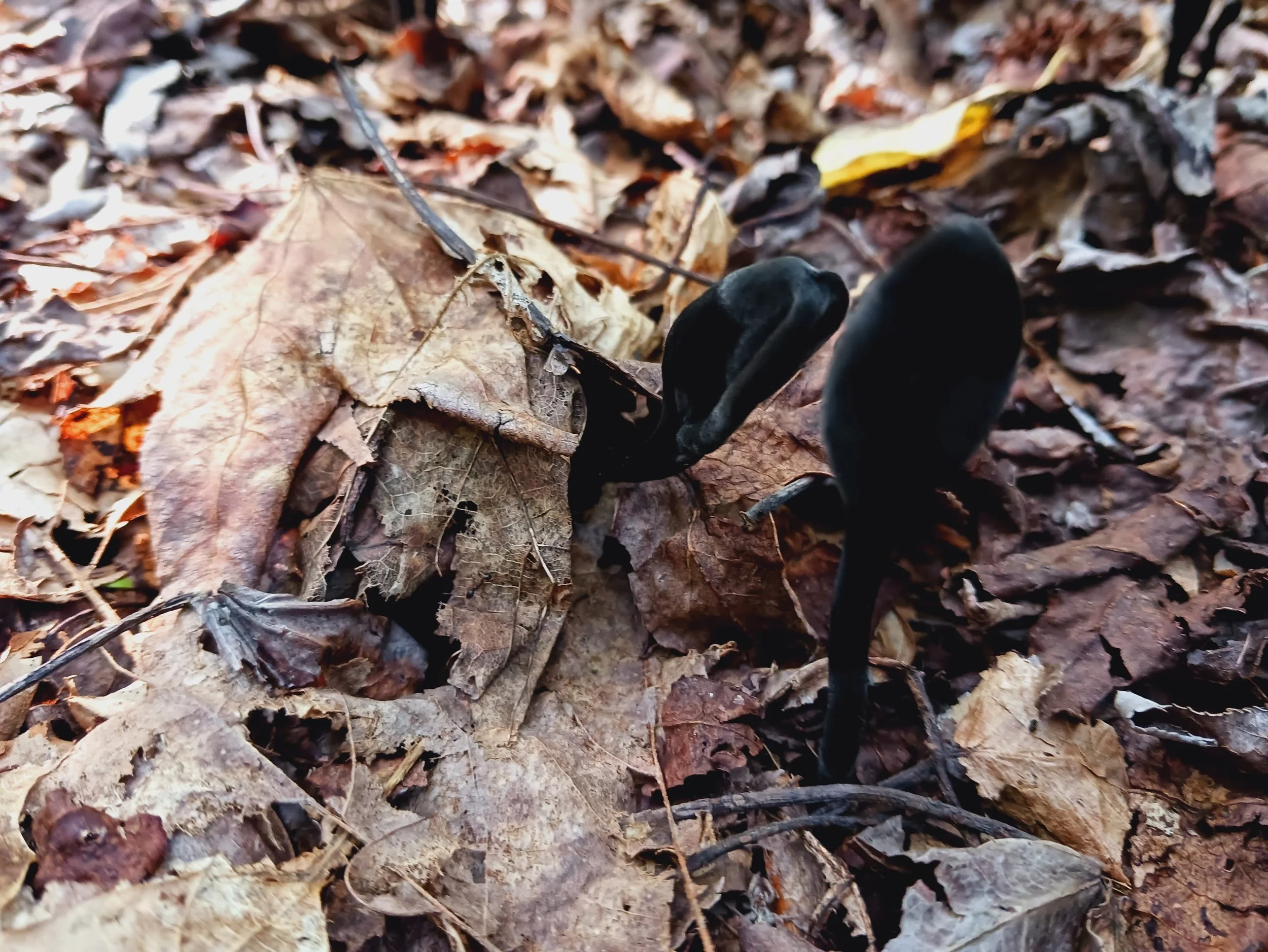 MUSHROOM VELVETY BLACK EARTH TONGUE.jpg