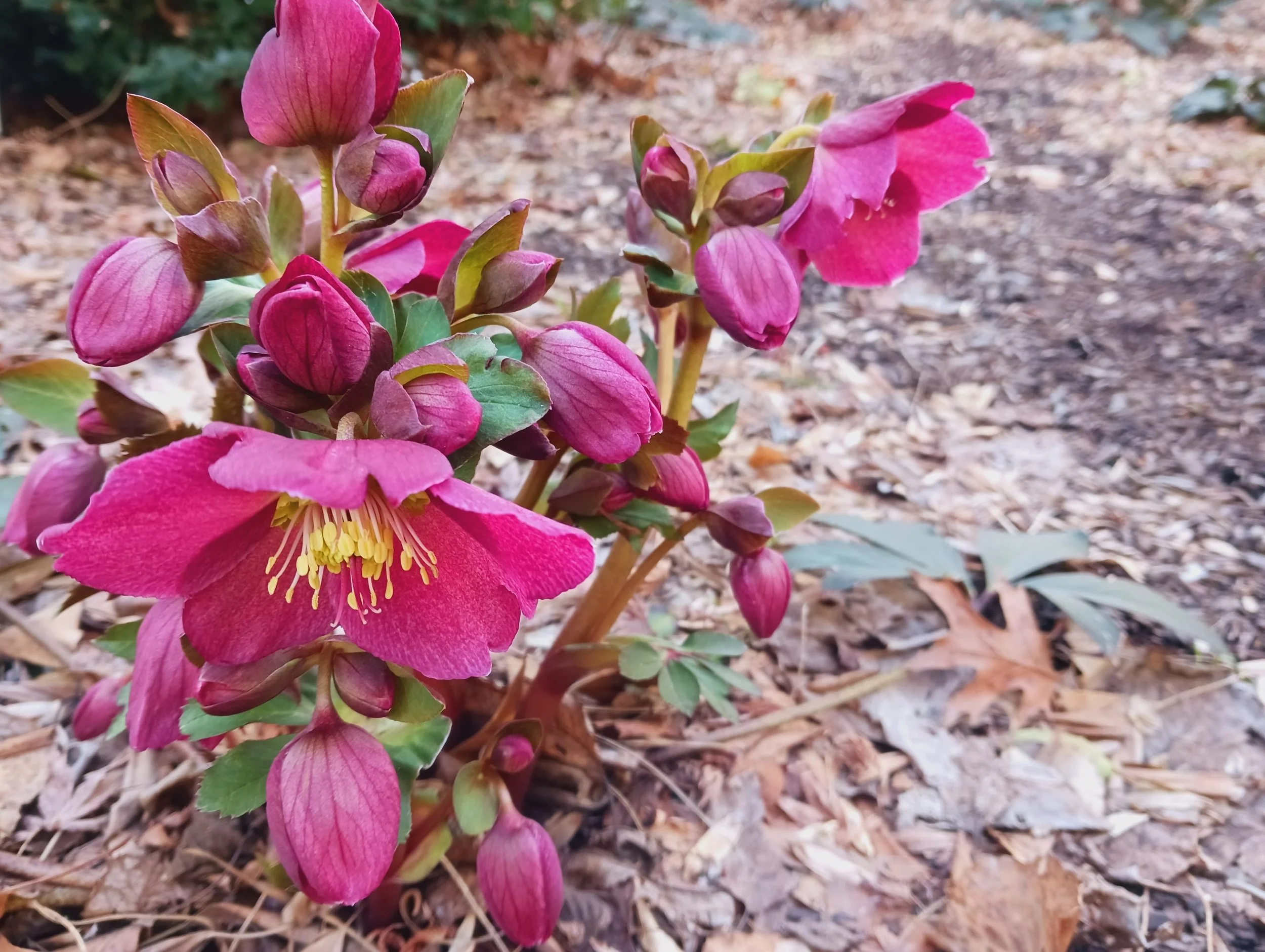 HELLO HELEBORE 20260314.jpg