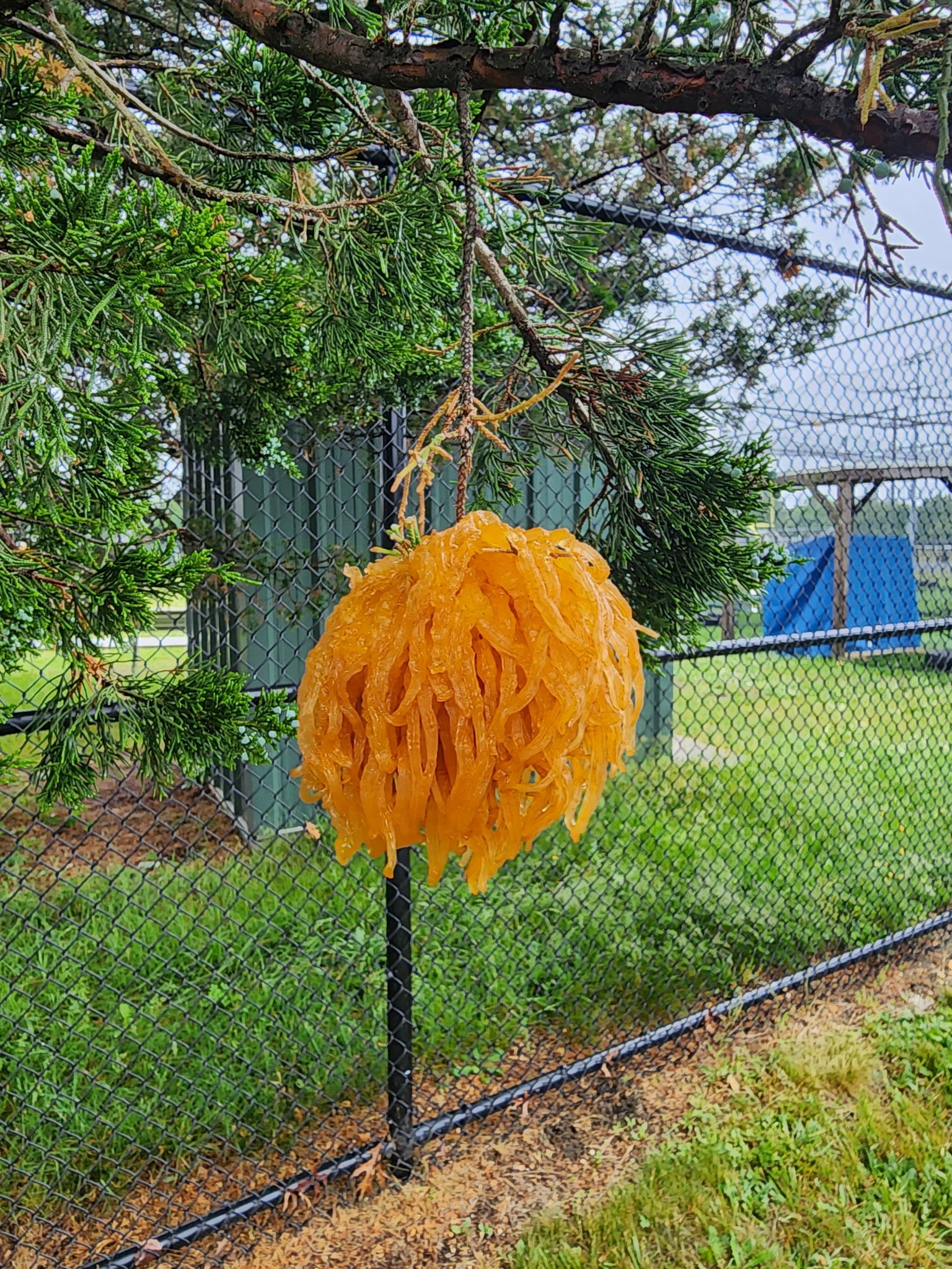 FRUITING CEDAR-APPLE RUST TY RAA 20260525.jpg