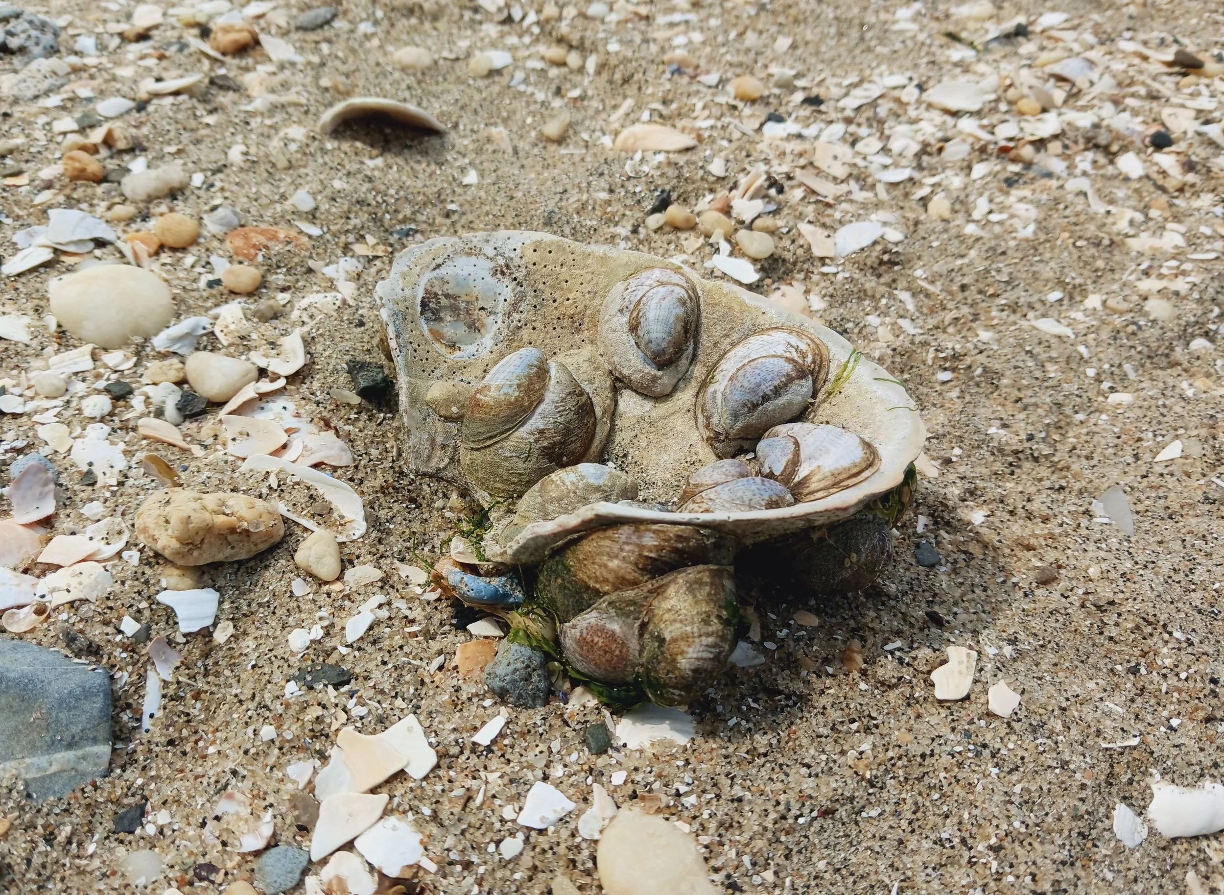 MUSSEL COLONY 20230512.jpg
