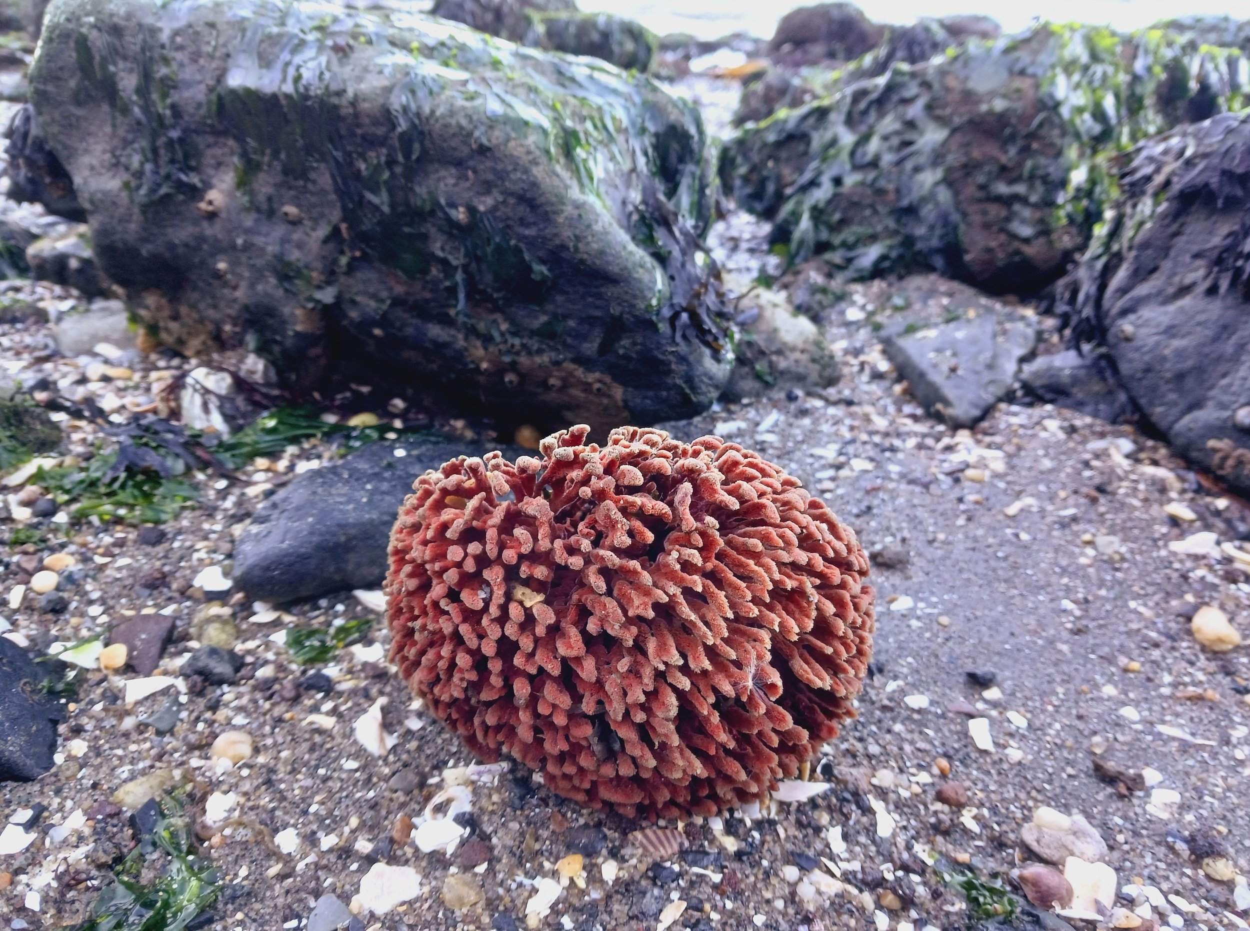 RED BEARD SPONGE 20241016.jpg