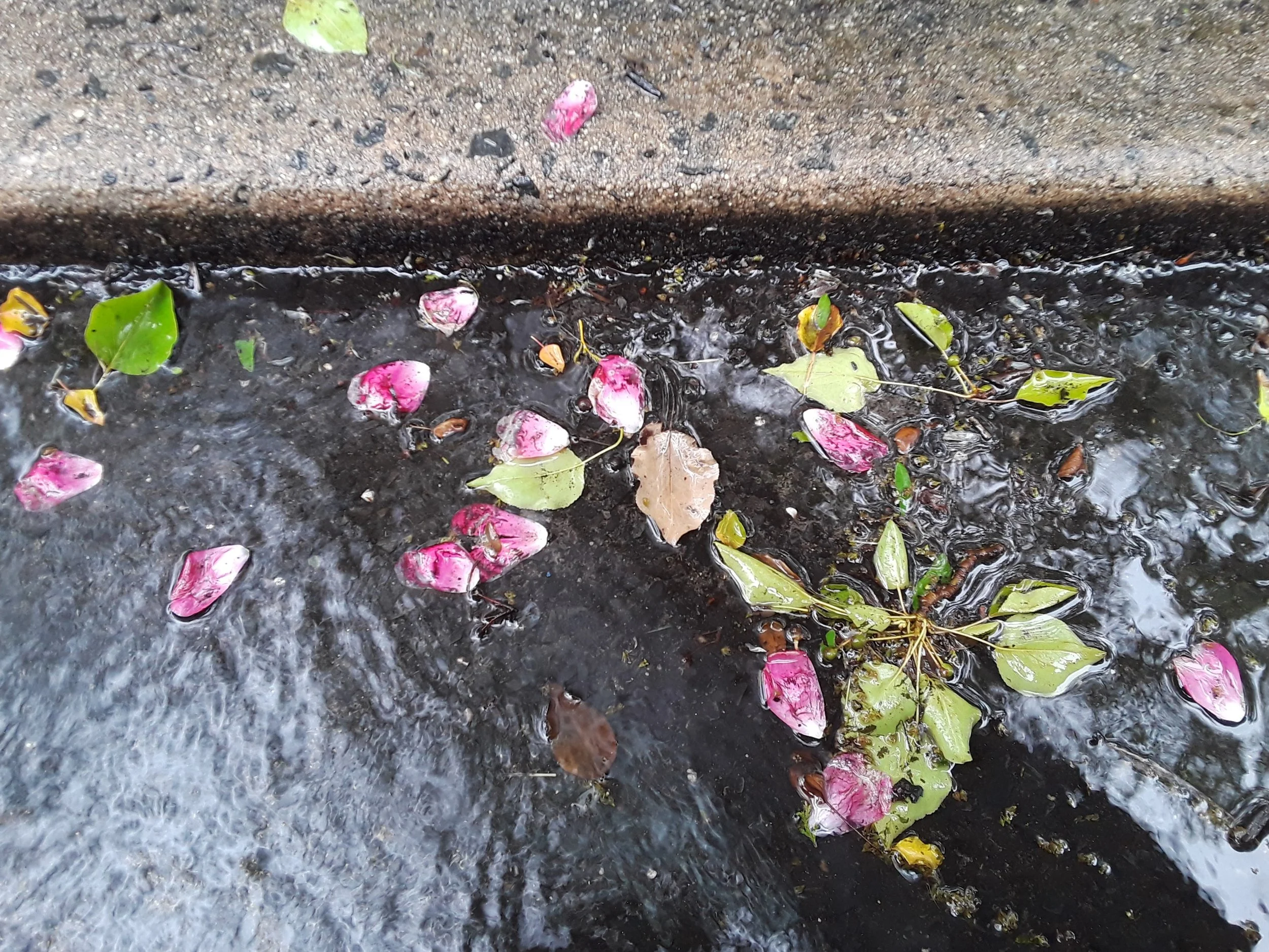 CURB PETALS 20210530.jpg