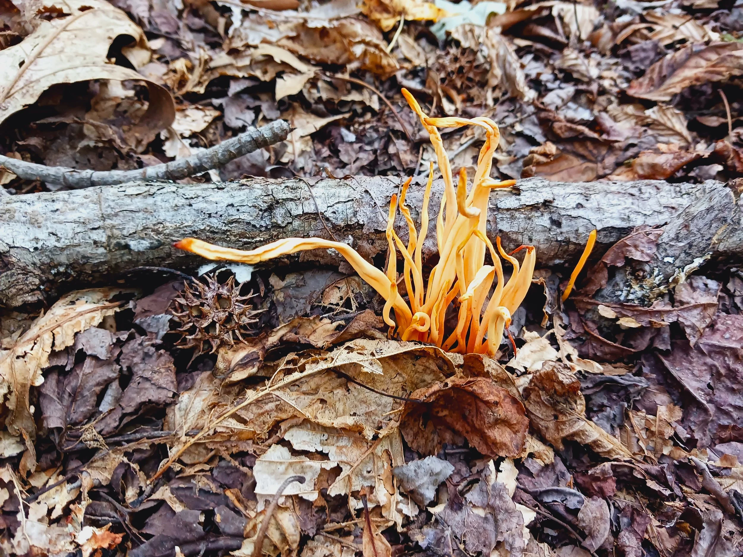 MUSHROOM GOLDEN SPINDLES 20260907.jpg