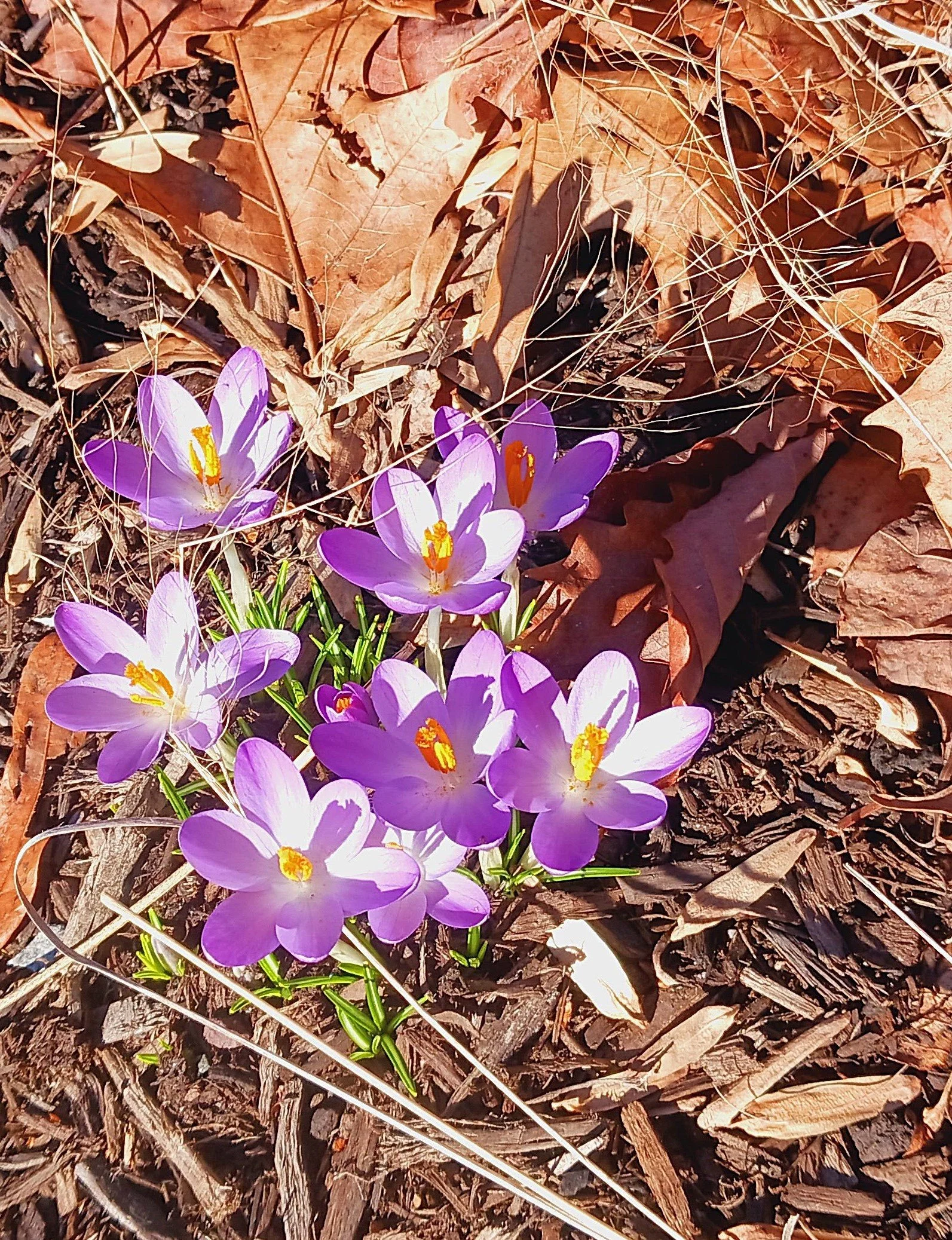 TOMMASINIANUS CROCUS 20260314.jpg