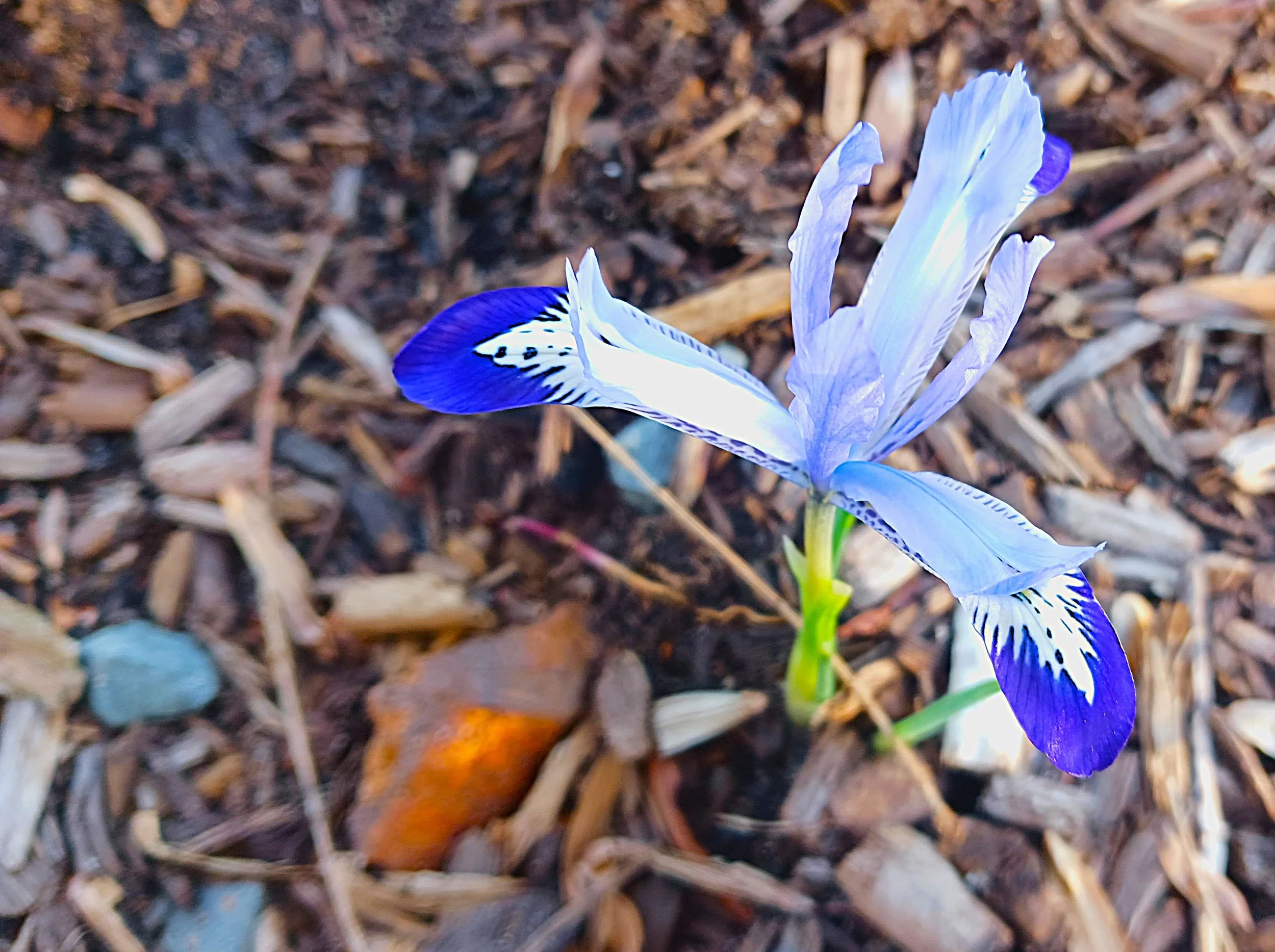 IRIS RETICULATA 20260314.jpg