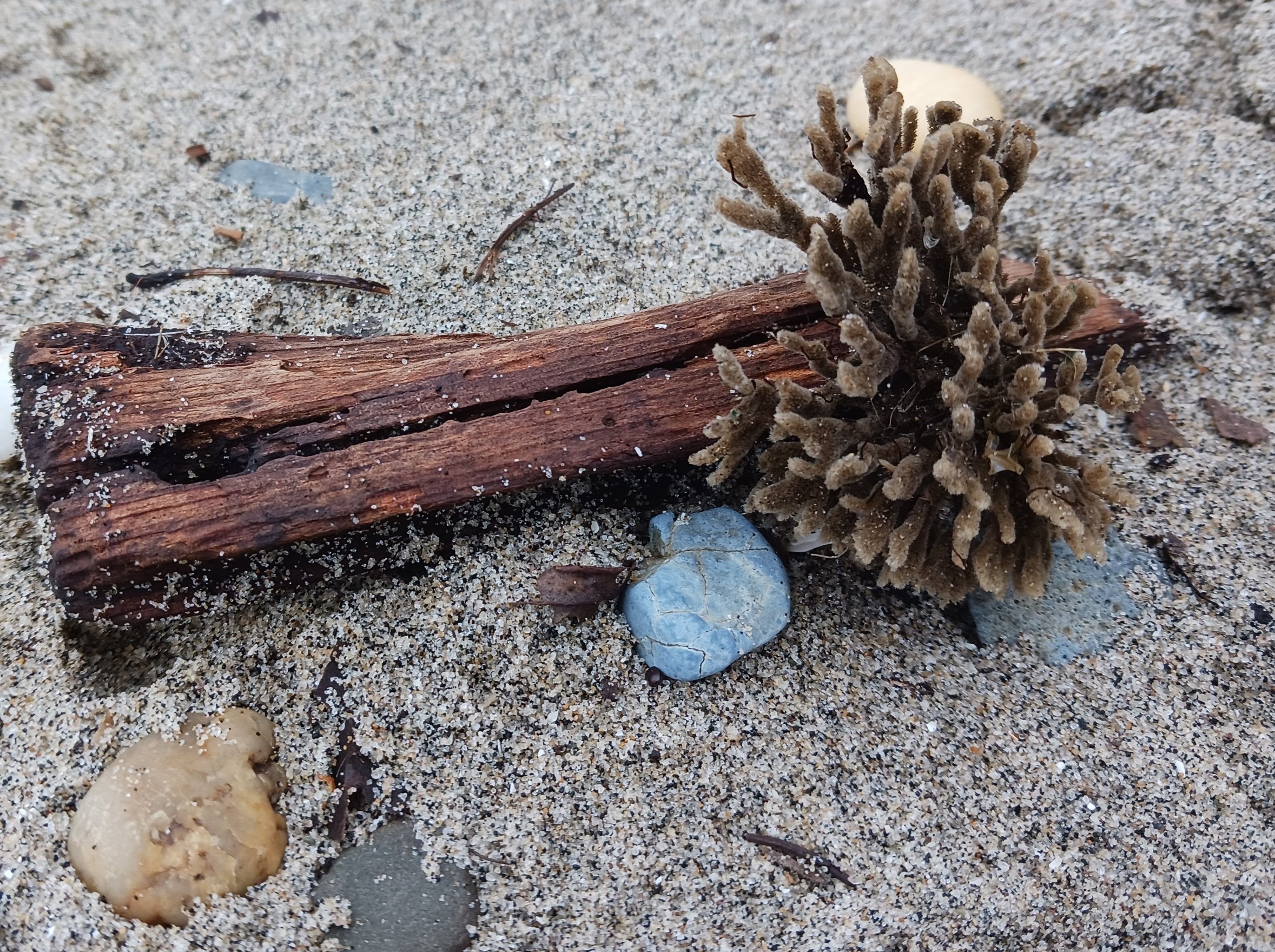 SPONGE BLUE HEART 20230105.jpg