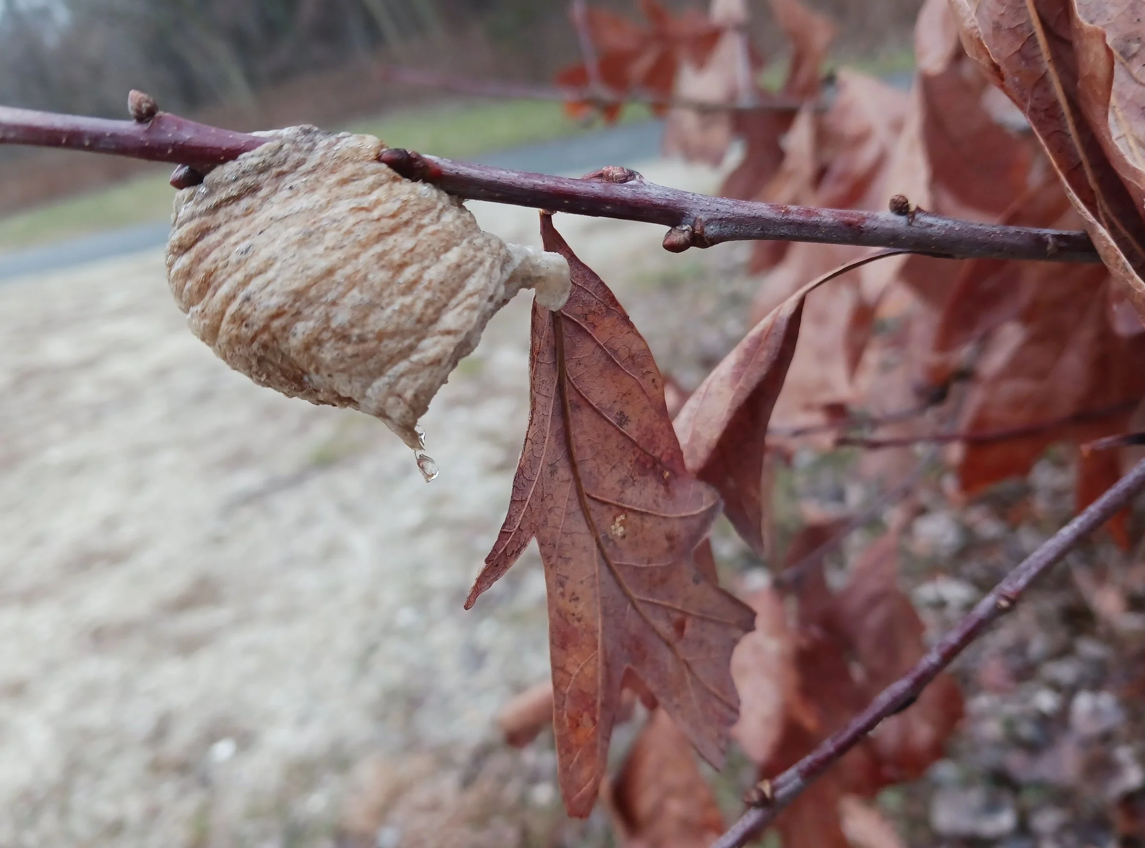 PRAYING MANTIS EGG 20230105.jpg