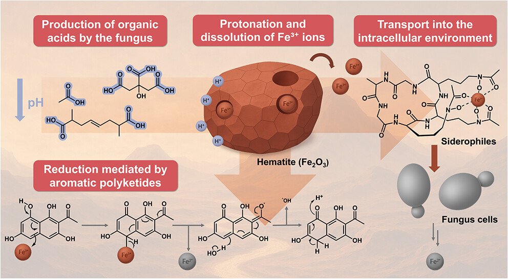 Paper Alert! New Astrobiology Publication from the Yeşilbaş Lab in JACS Au