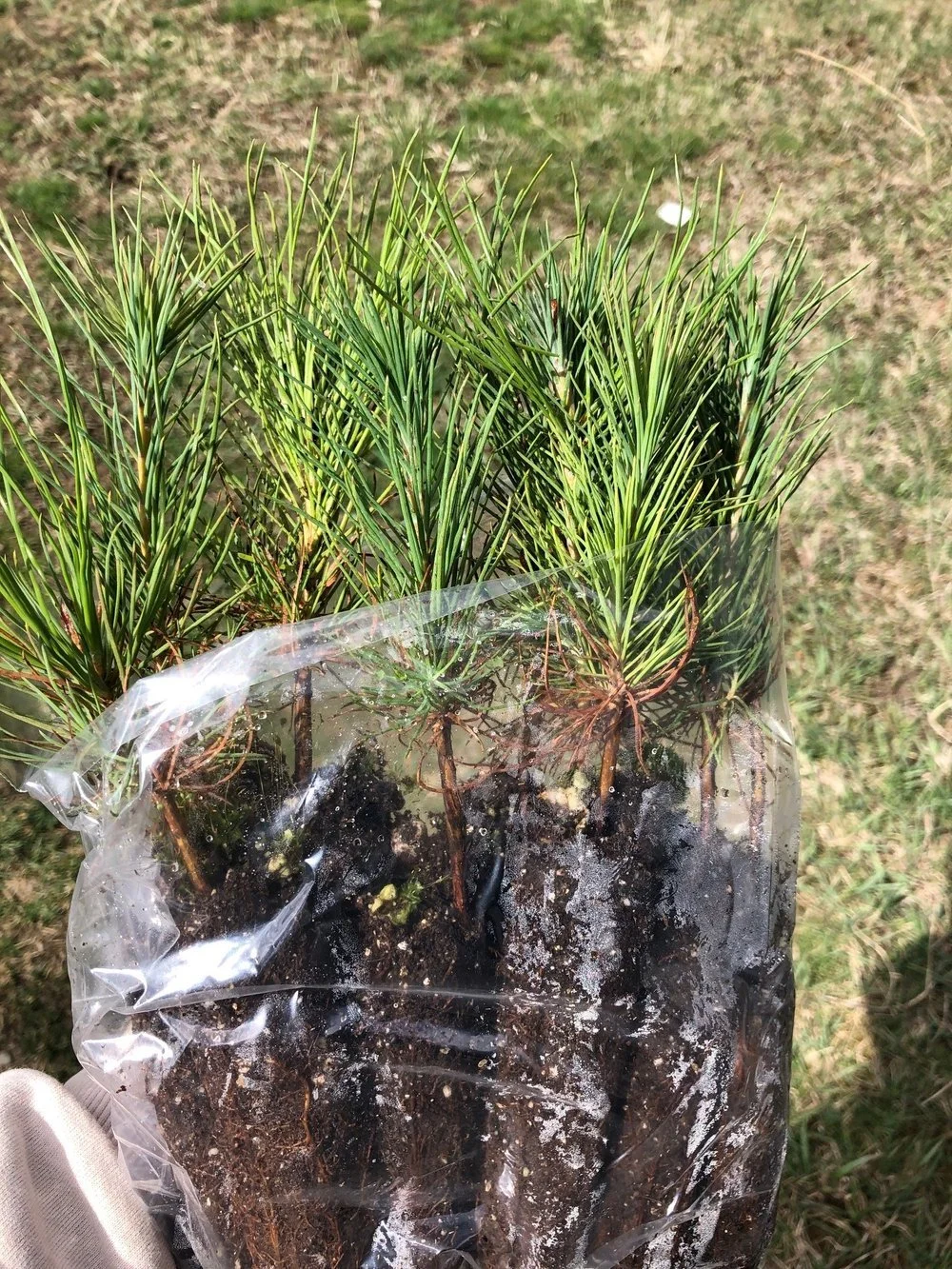 Lodgepole Pine Seedling Bundle (15 seedlings)