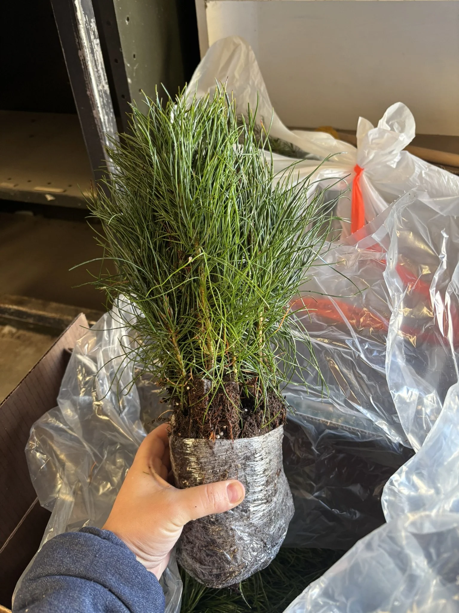 Western White Pine Seedling Bundle (15 seedlings)