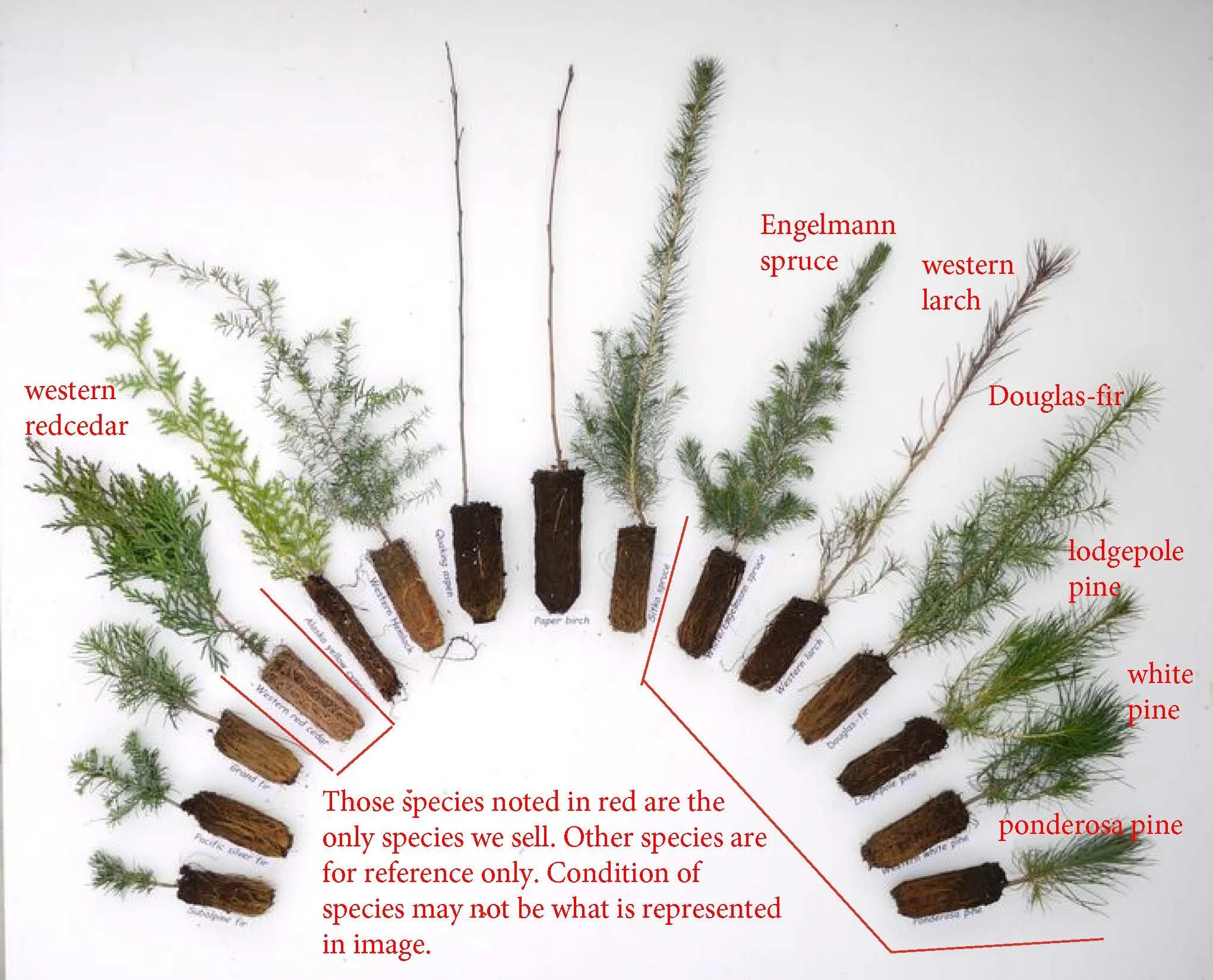 Ponderosa Pine Seedling Bundle (15 seedlings)