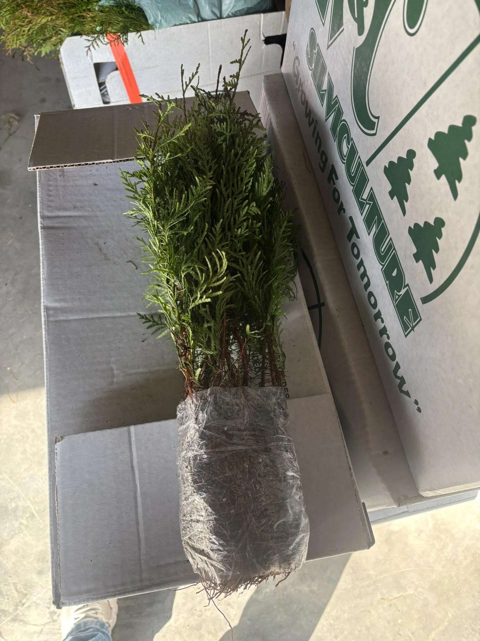 Western Red Cedar Seedling Bundle (15 seedlings)