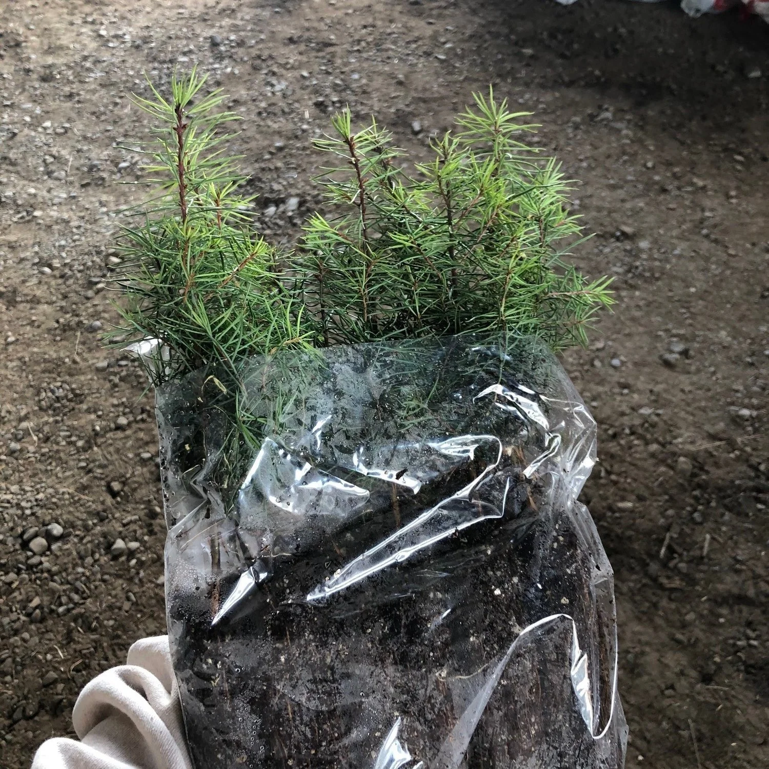Douglas-fir Seedling Bundle (15 seedlings)