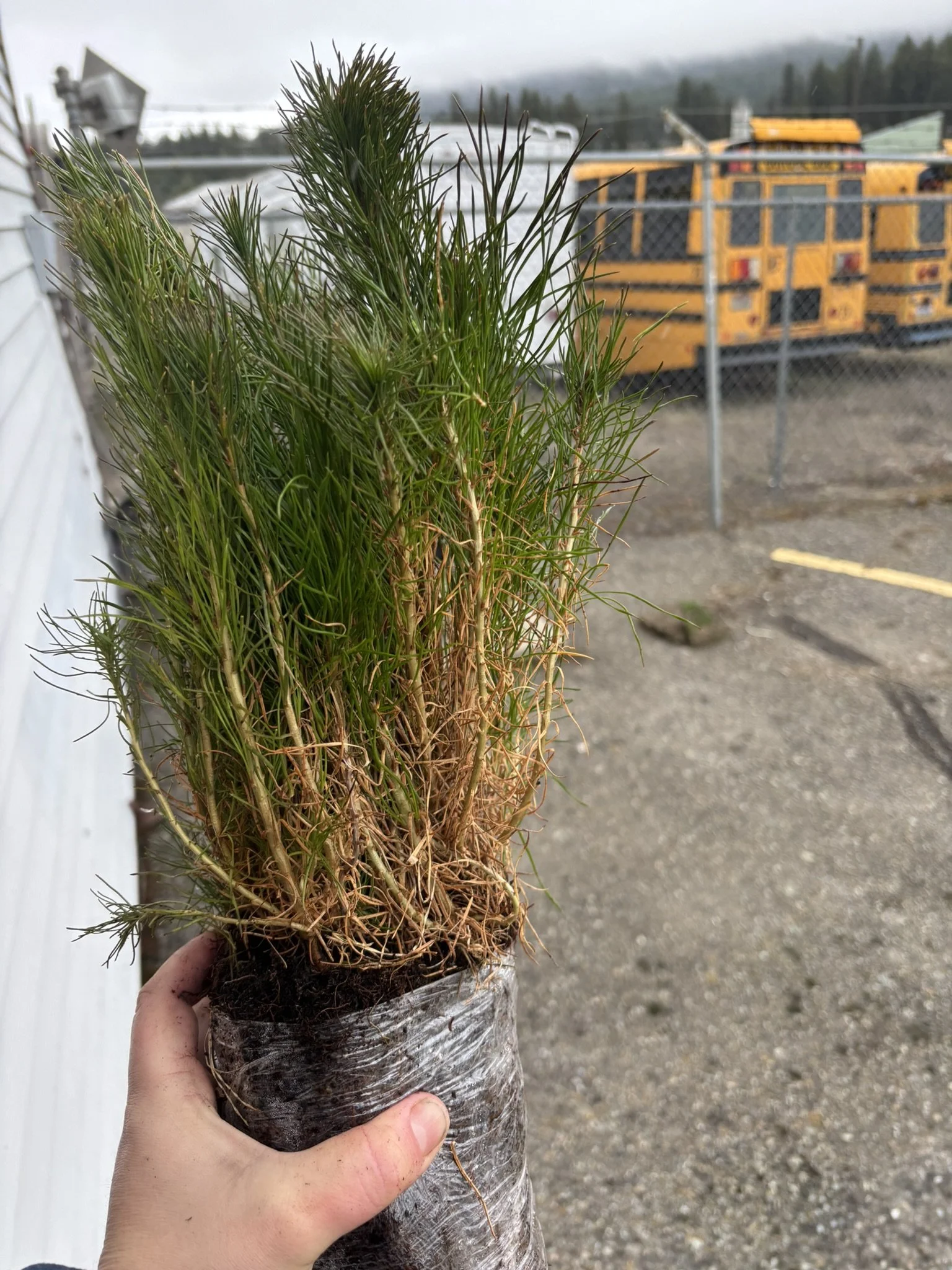 Western Larch (aka Tamarack) Seedling Bundle (15 seedlings)