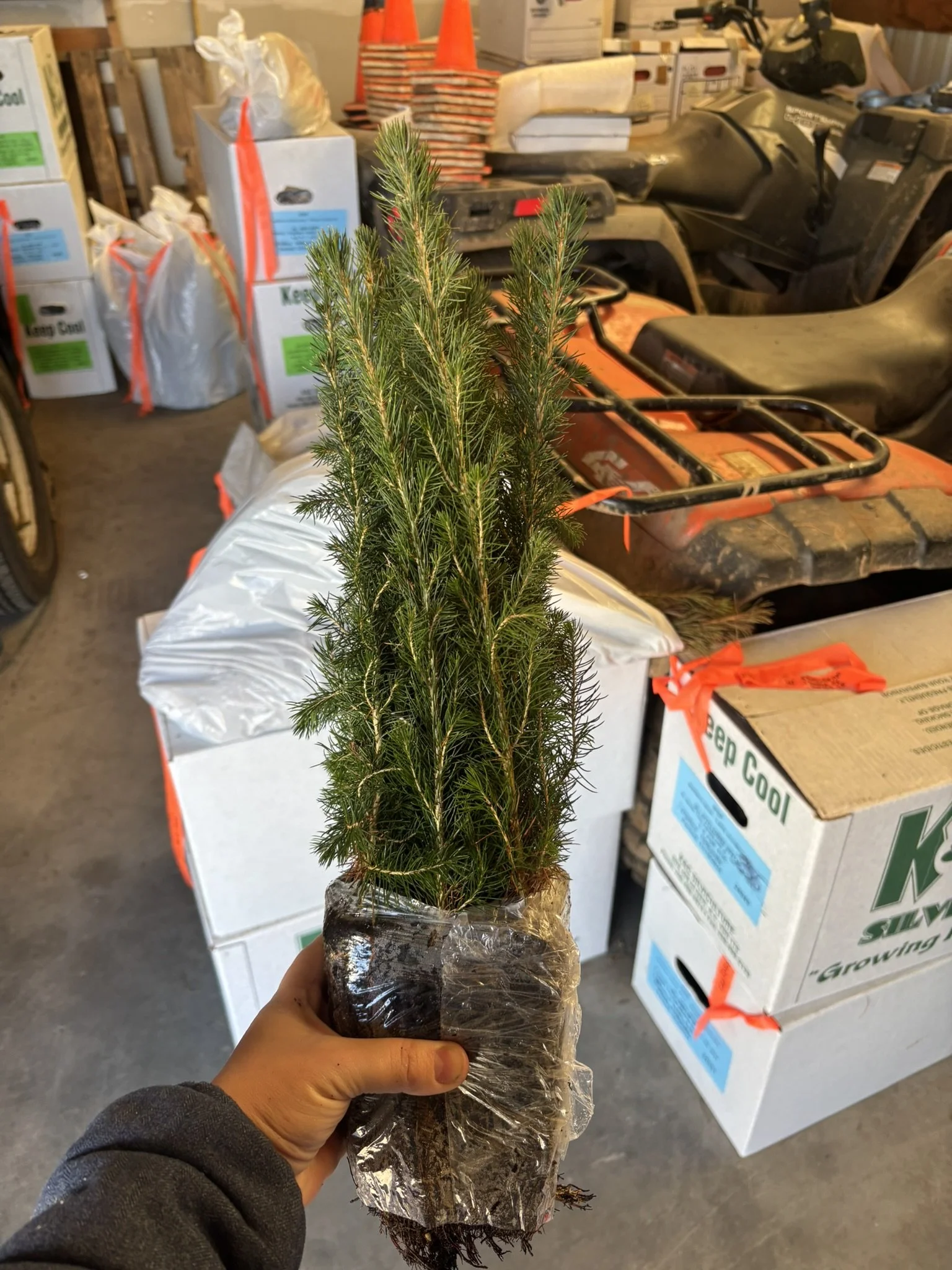 Englemann Spruce Seedling Bundle (15 seedlings)