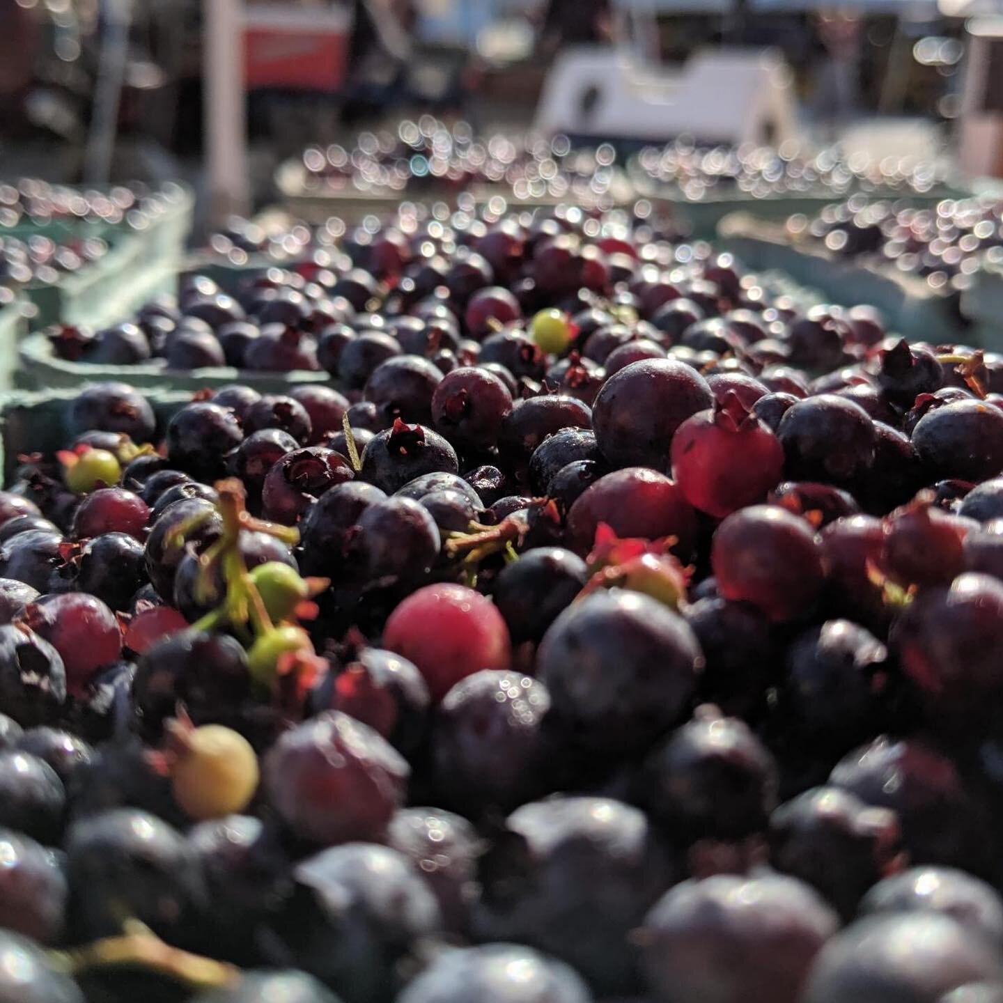 When in Rome... er, Maine, you eat wild blueberries. We&rsquo;ll have these beautiful bloobs today at the @kennebunkfarmersmarket, Saturday at the @scarboroughfarmersmarket, and Wednesday at the @portlandmefarmersmarket! Great for pies, pastries, or 