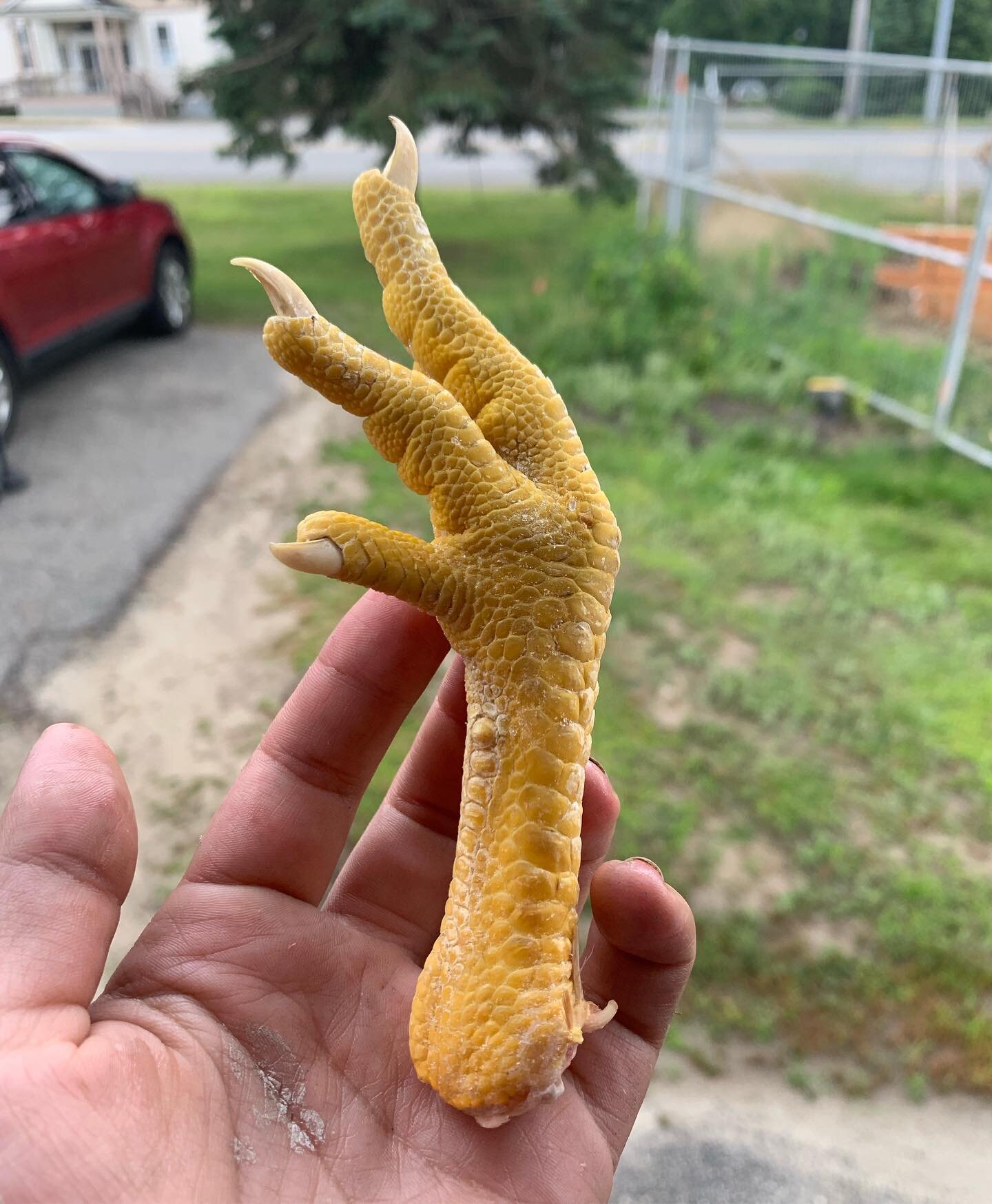 Chicken feet. What on earth are these good for? While we used to throw them right into the pig pen, we&rsquo;ve learned to hang onto them because- believe it or not- we have quite a few people asking for them.
.
I set out to answer the questions &ldq