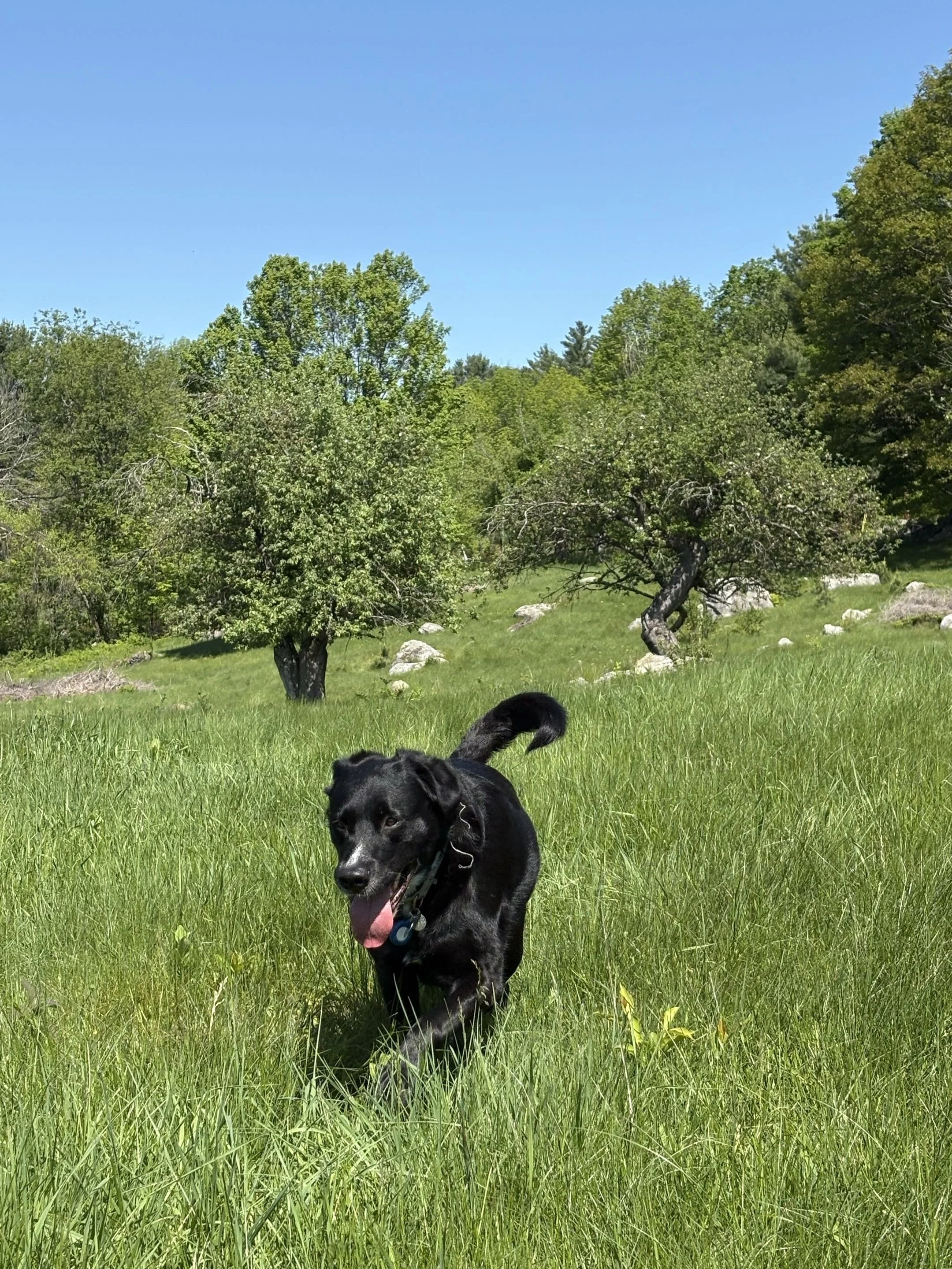 A black dog trots through tall grass, between apple trees. 