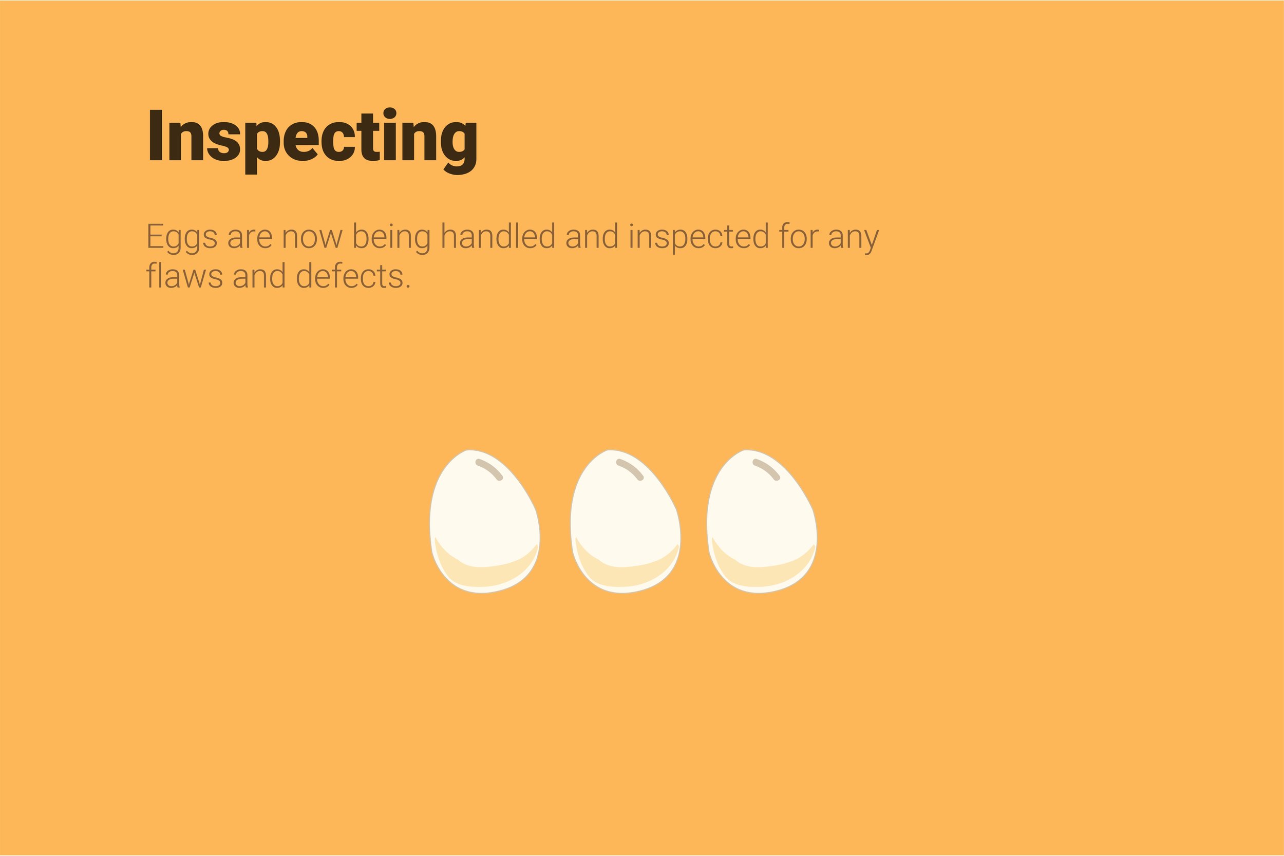 Egg Production Part 2-03.jpg