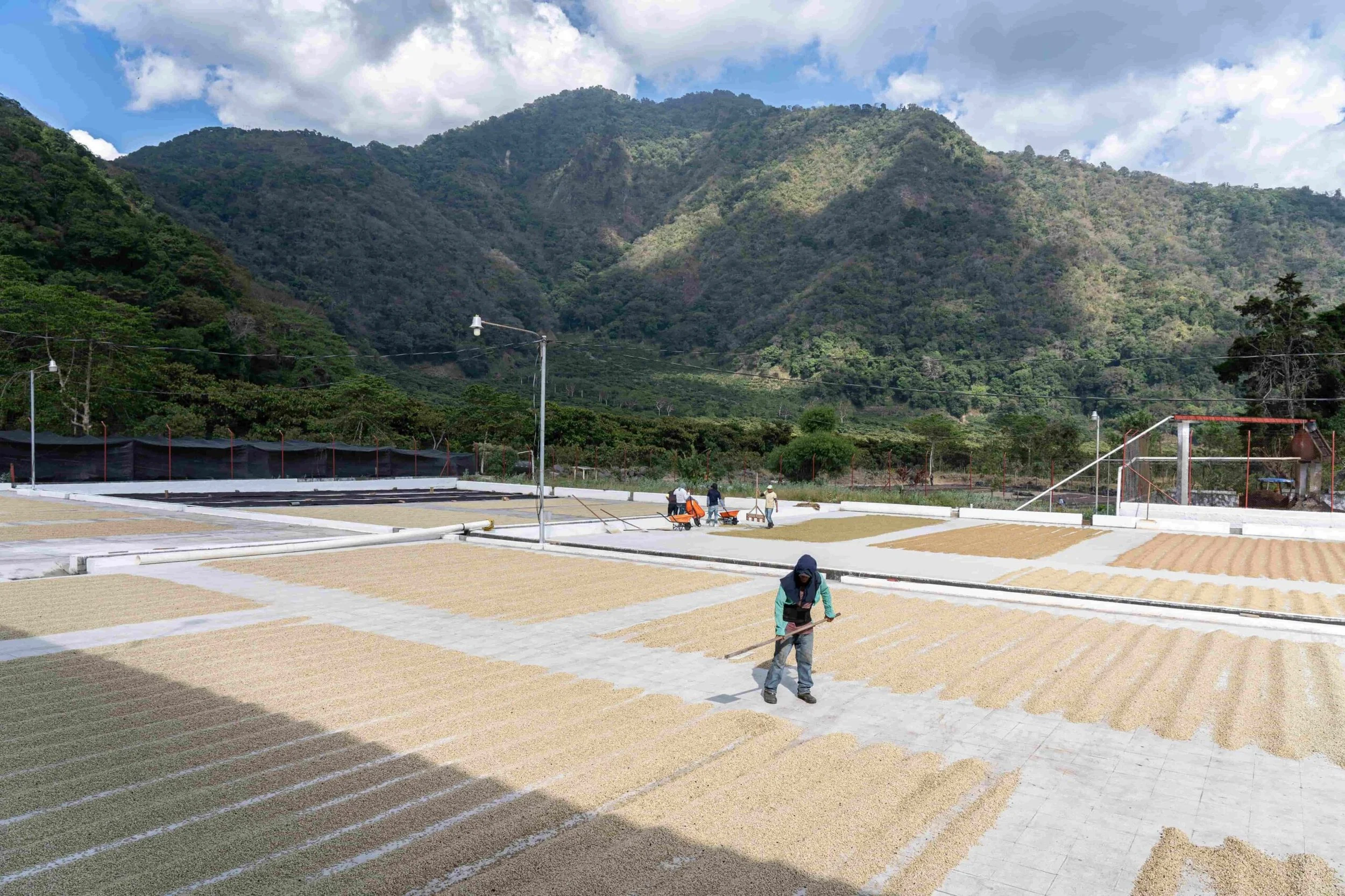 Panoramica-del-secado-de-cafe-en-la-finca-Pampojila-del-productor-Alex-Herrera-en-Guatemala-scaled.jpg (copia)