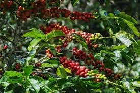 El Romerillo - PERÚ-