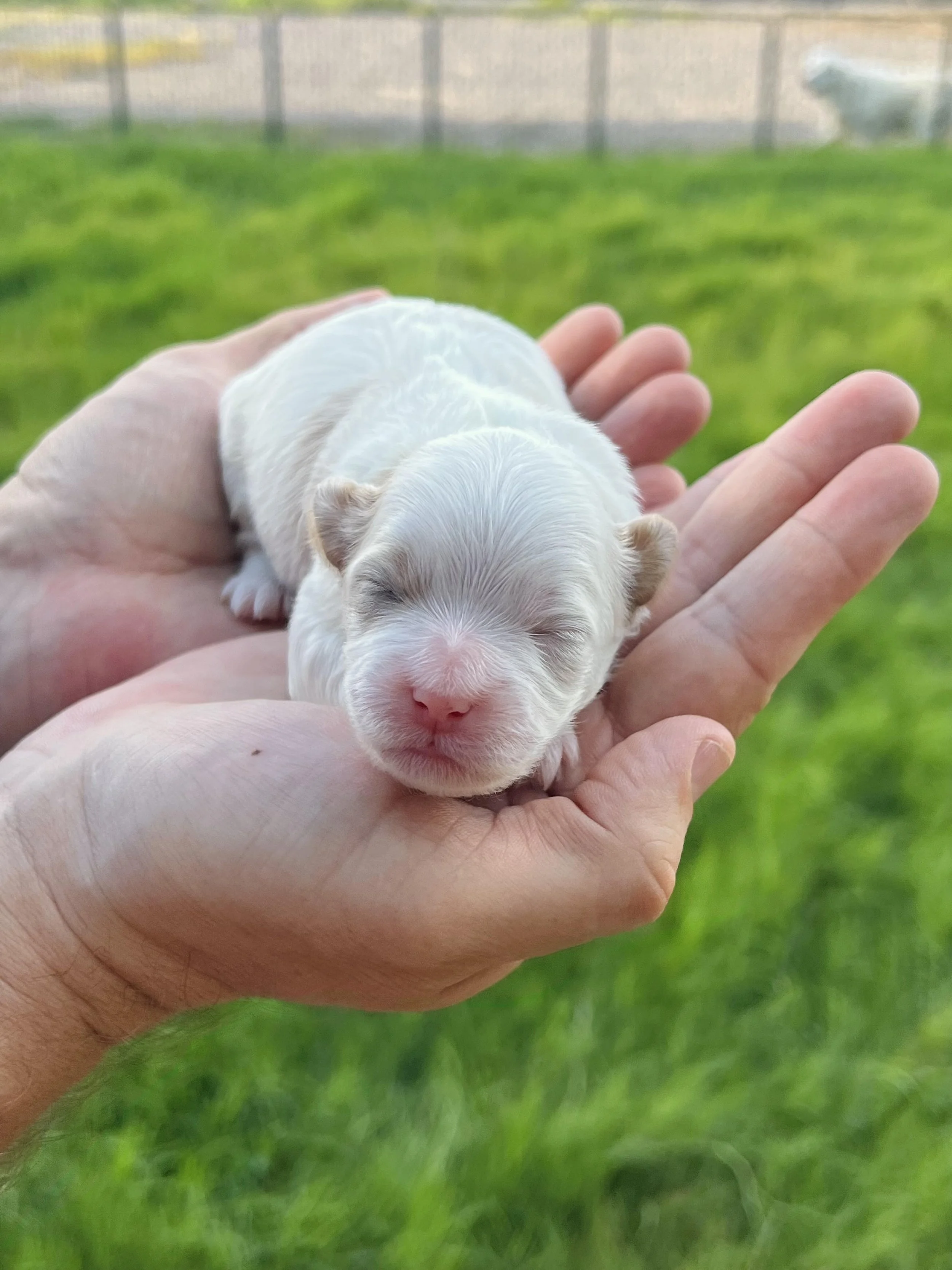 Shih poo puppy, male shih poo puppy