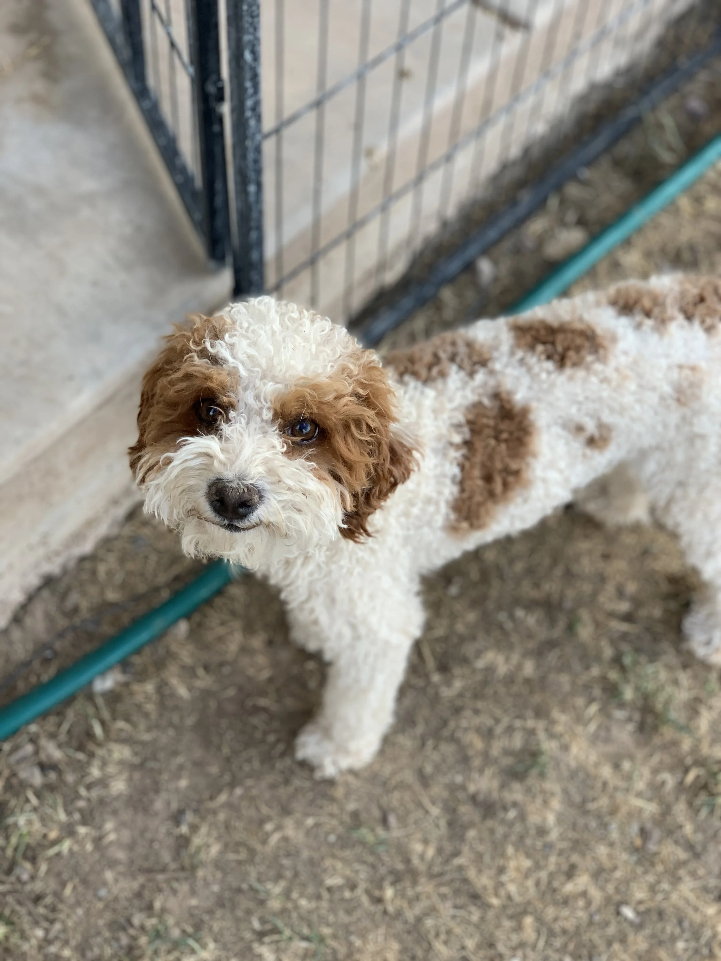 Parti Mini Poodle