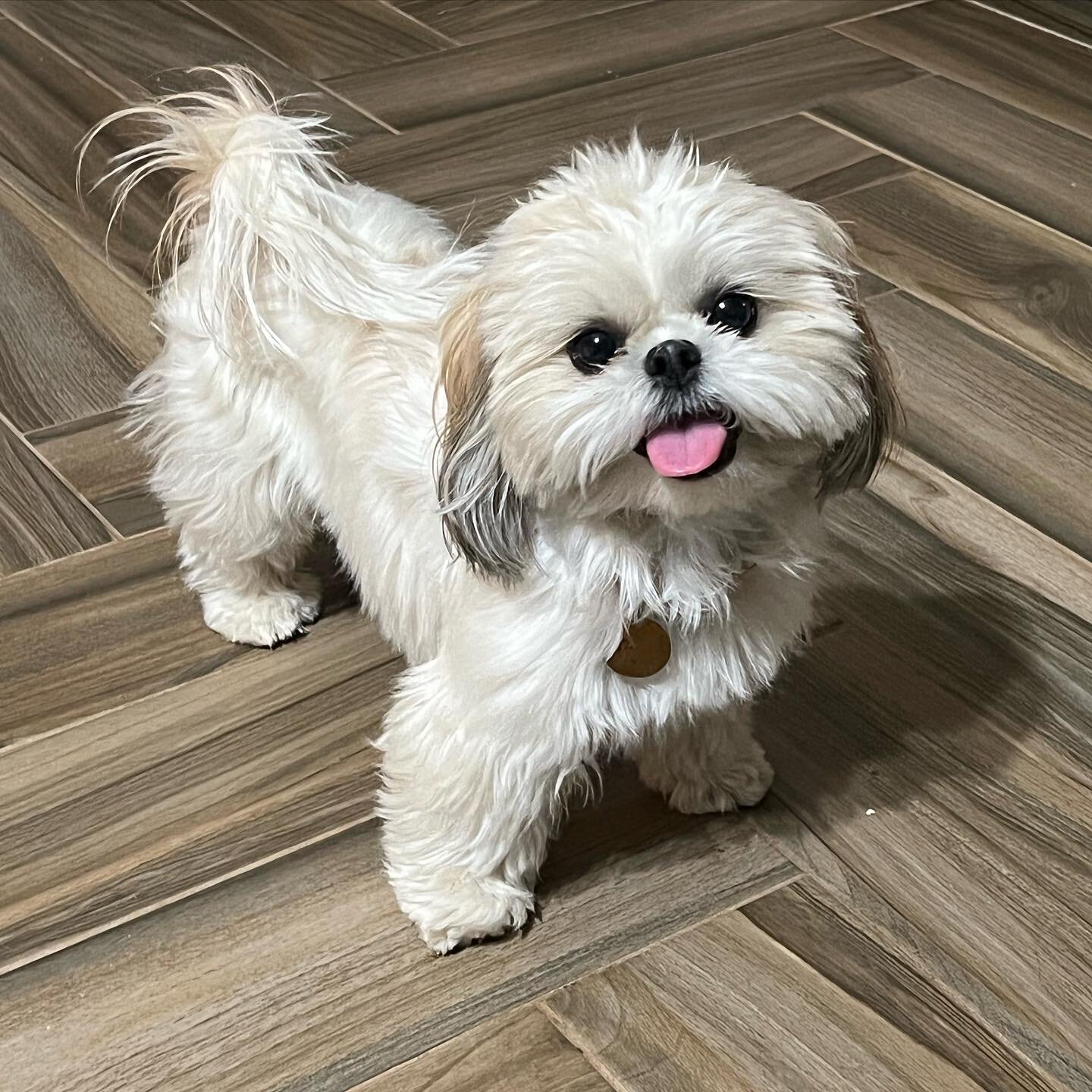 It&rsquo;s time to announce officially that Darcy is PREGNANT! For those of you who don&rsquo;t follow along in stories, we wanted to make sure all of you knew 🥰. She is due around April 3rd. This will be her only litter this year as long as acciden
