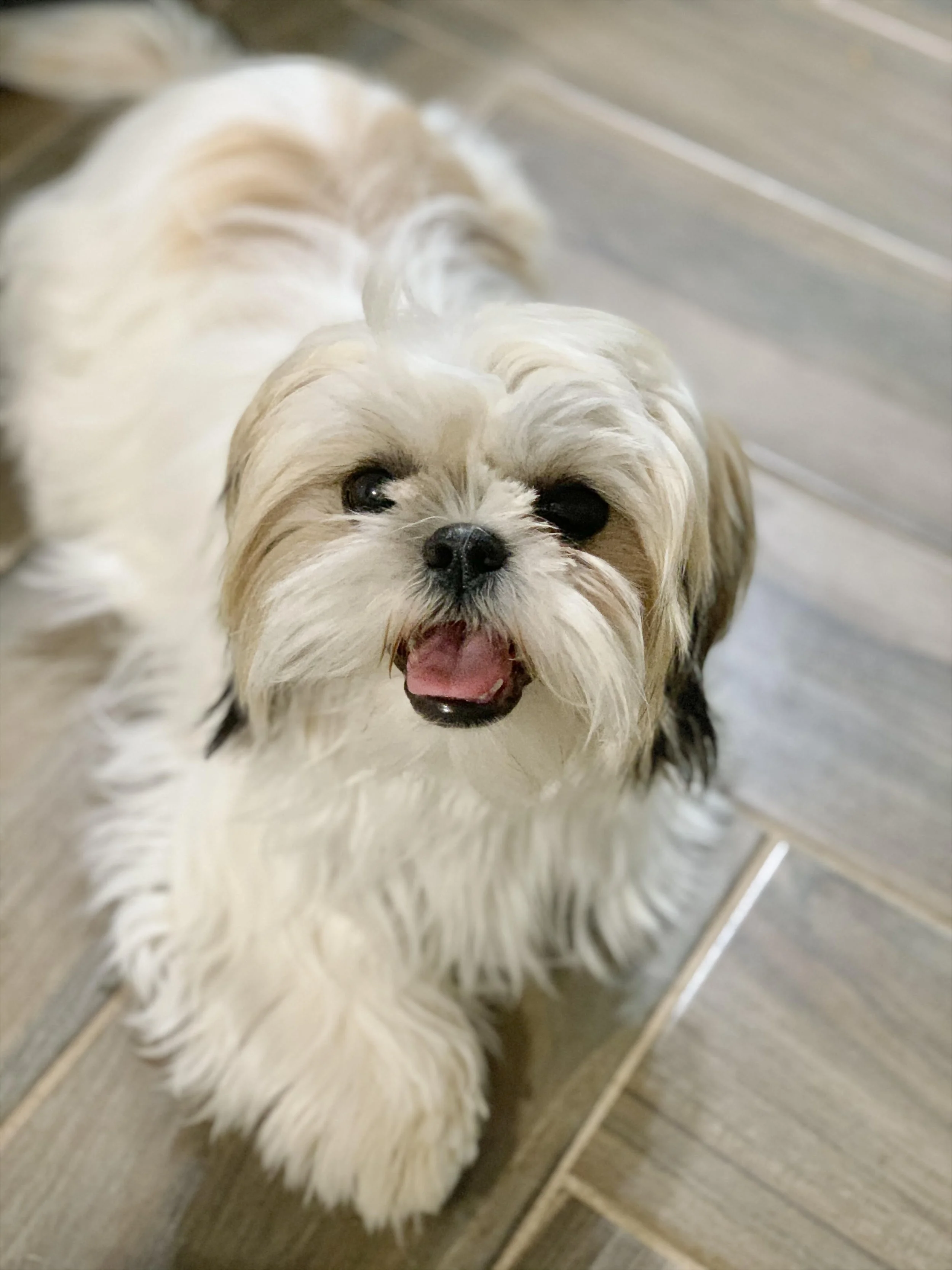 AKC Shih Tzu