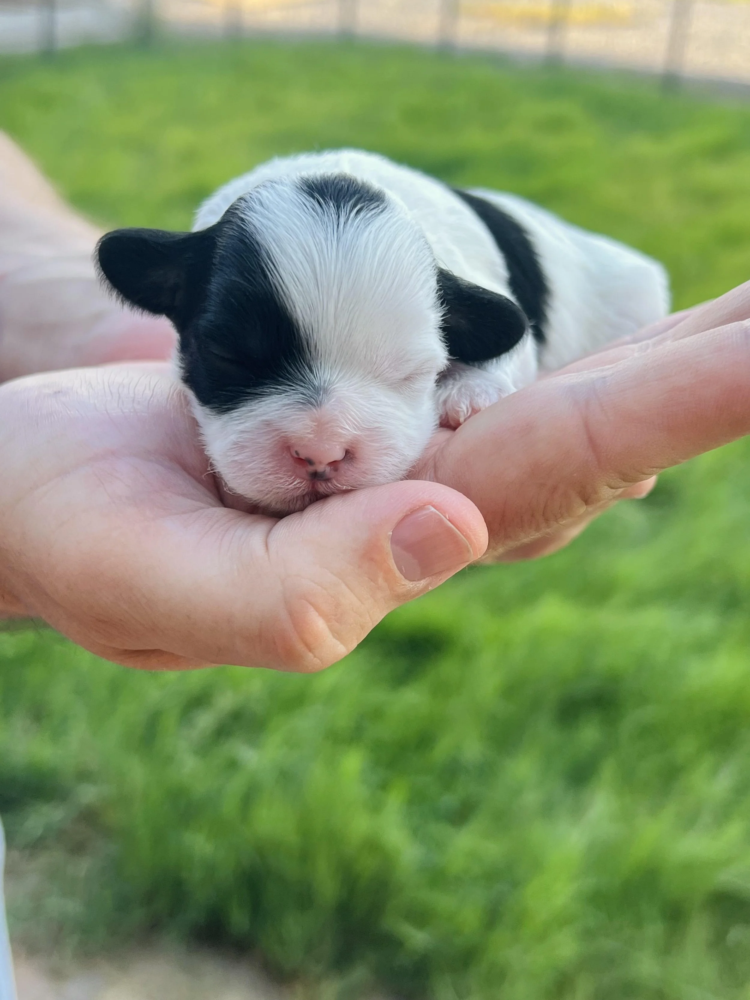 Shih poo puppy, female shih poo puppy
