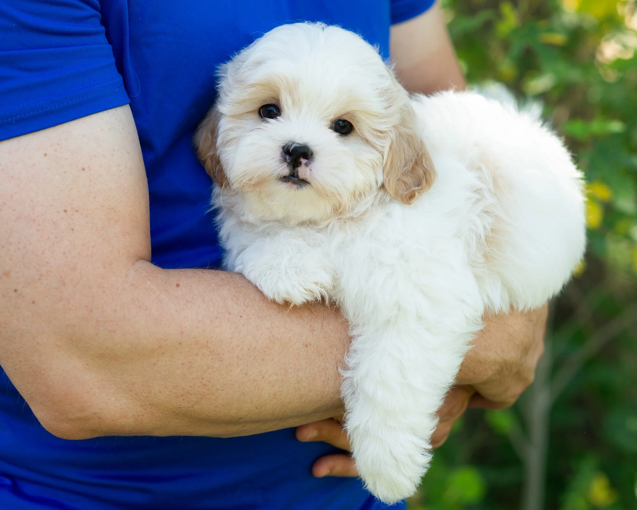 Pictured is "Dale" from Echo and Copernicus' last litter