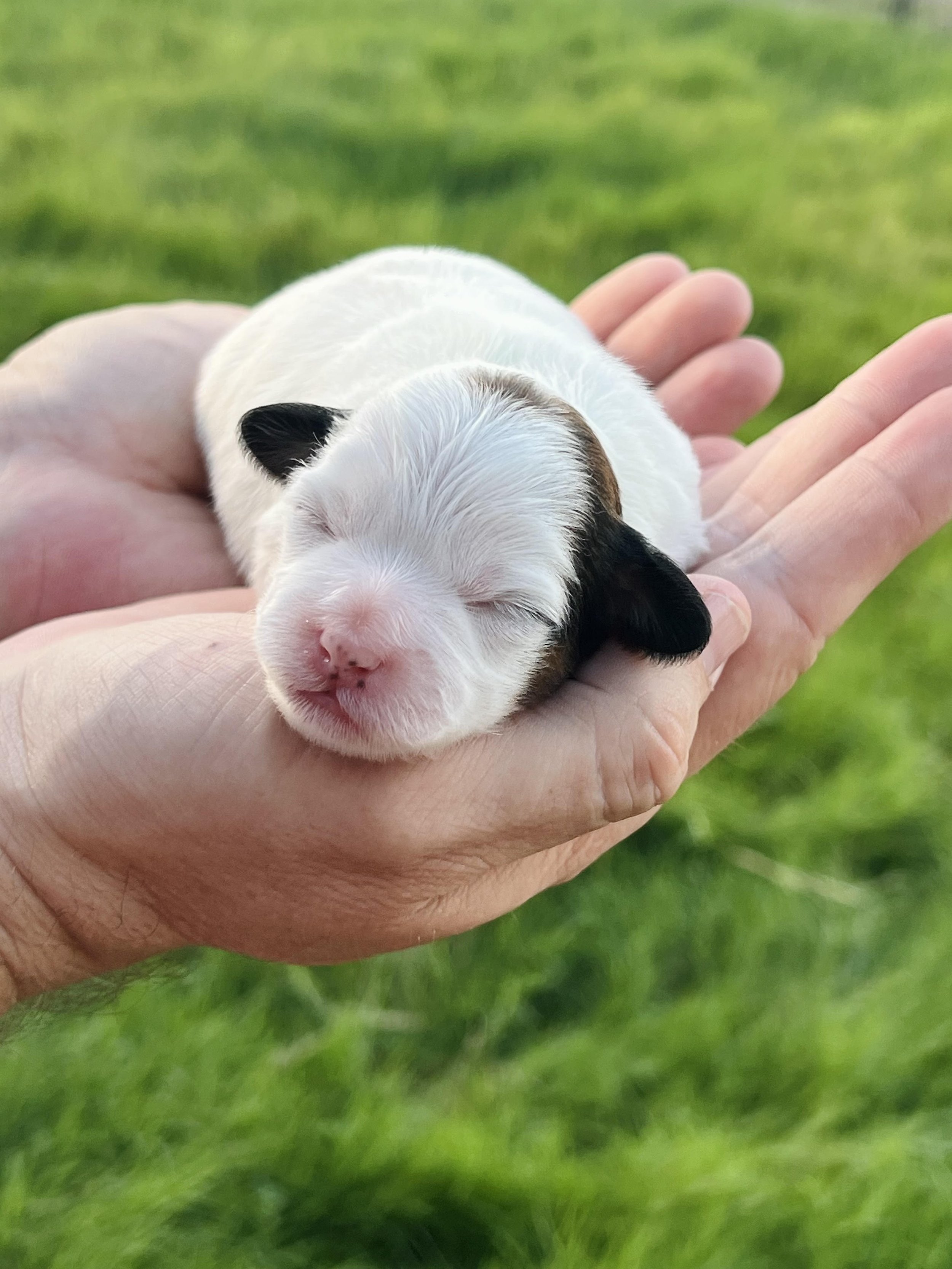 shih poo puppy, female shih poo puppy