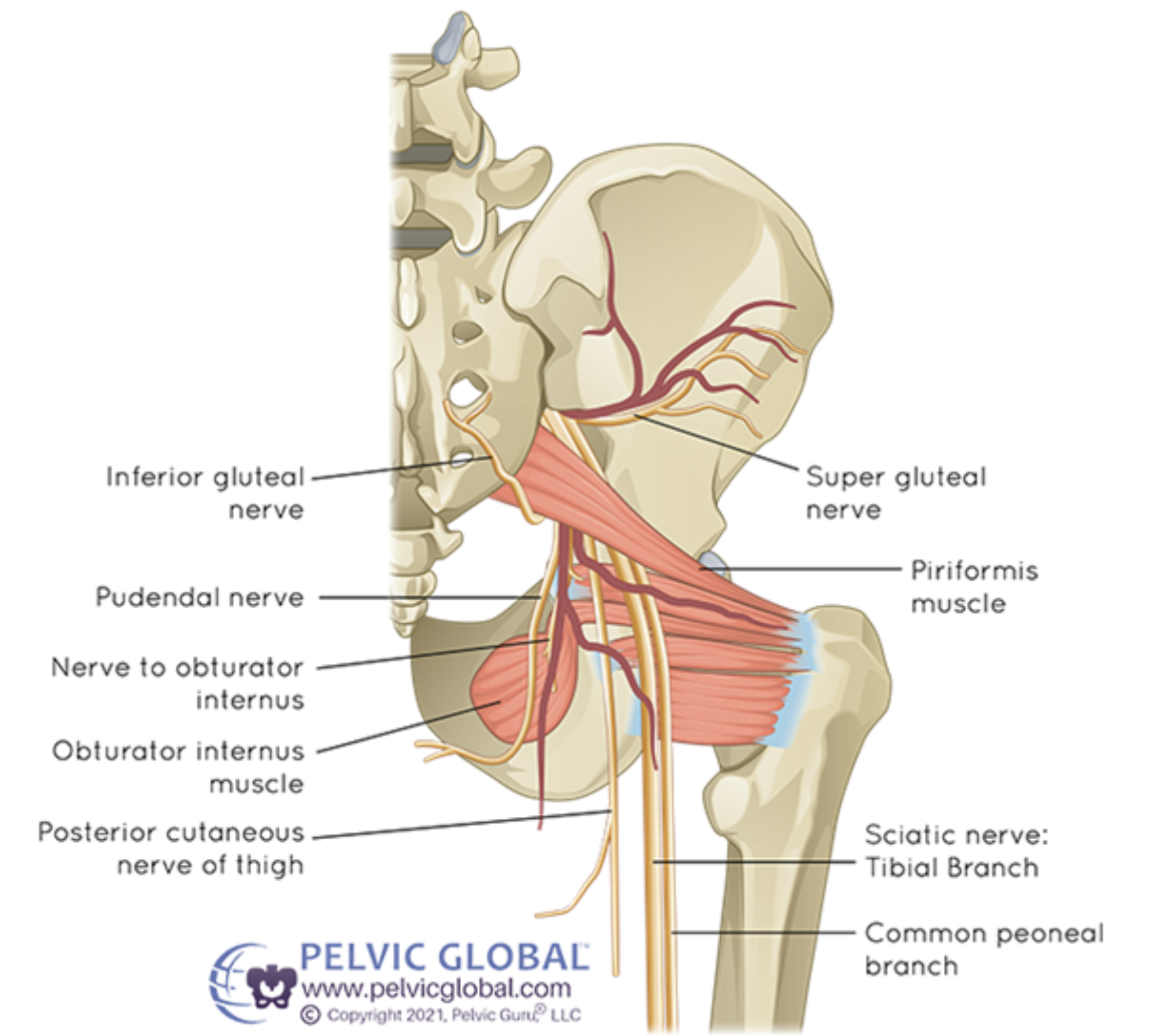 Sciatic Nerve Anatomy Pelvis
