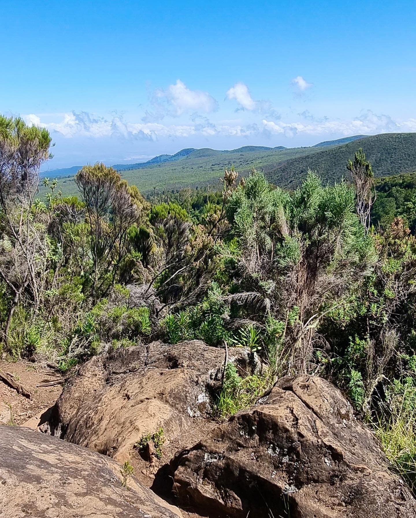 At 3000m we leave the rainforest behind and enter the Heather-Moorland climate zone. Gusting winds, giant heathers, wild grasses and a rocky trail replaces the rainforest very quickly. Goodbye shade, hello scorching sun!

Mount Kilimanjaro has 5 dist