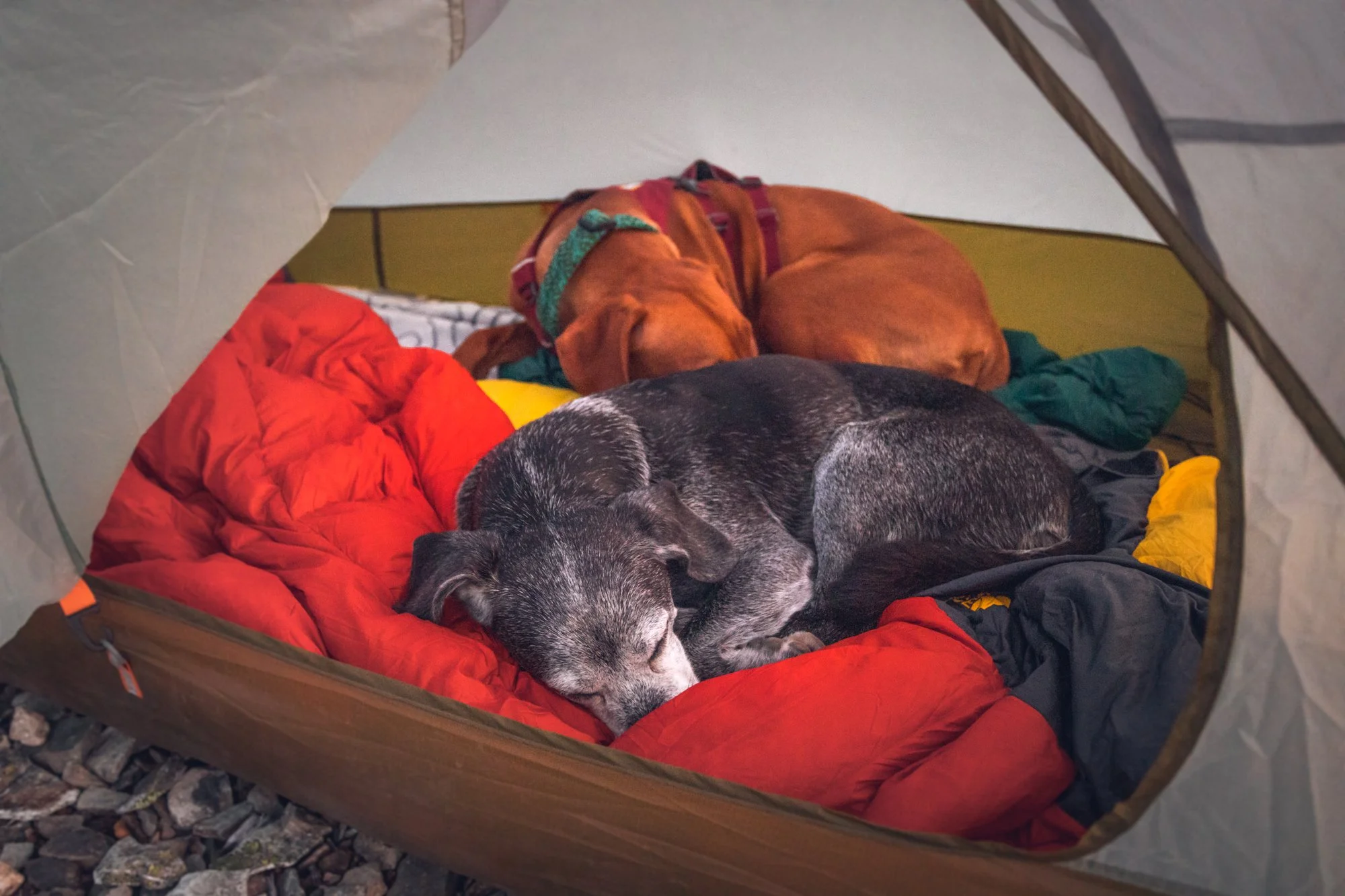 redbark_1O0A2252.jpg