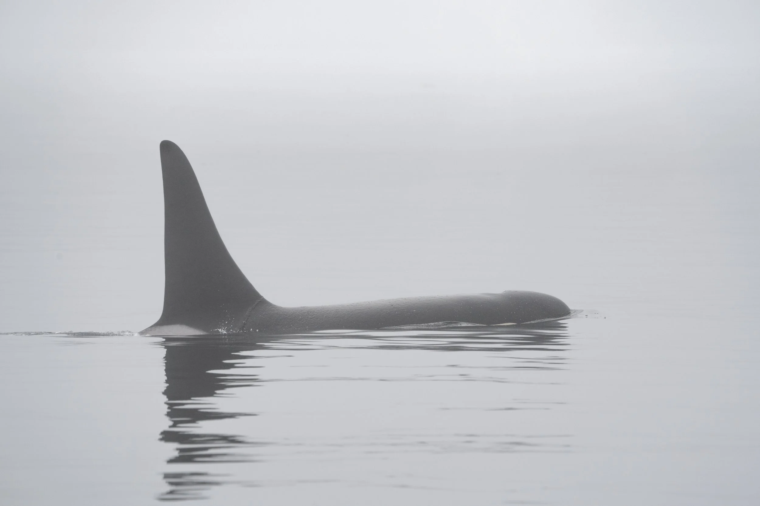 killer whale brightened-Nicole Van Zutphen.jpg