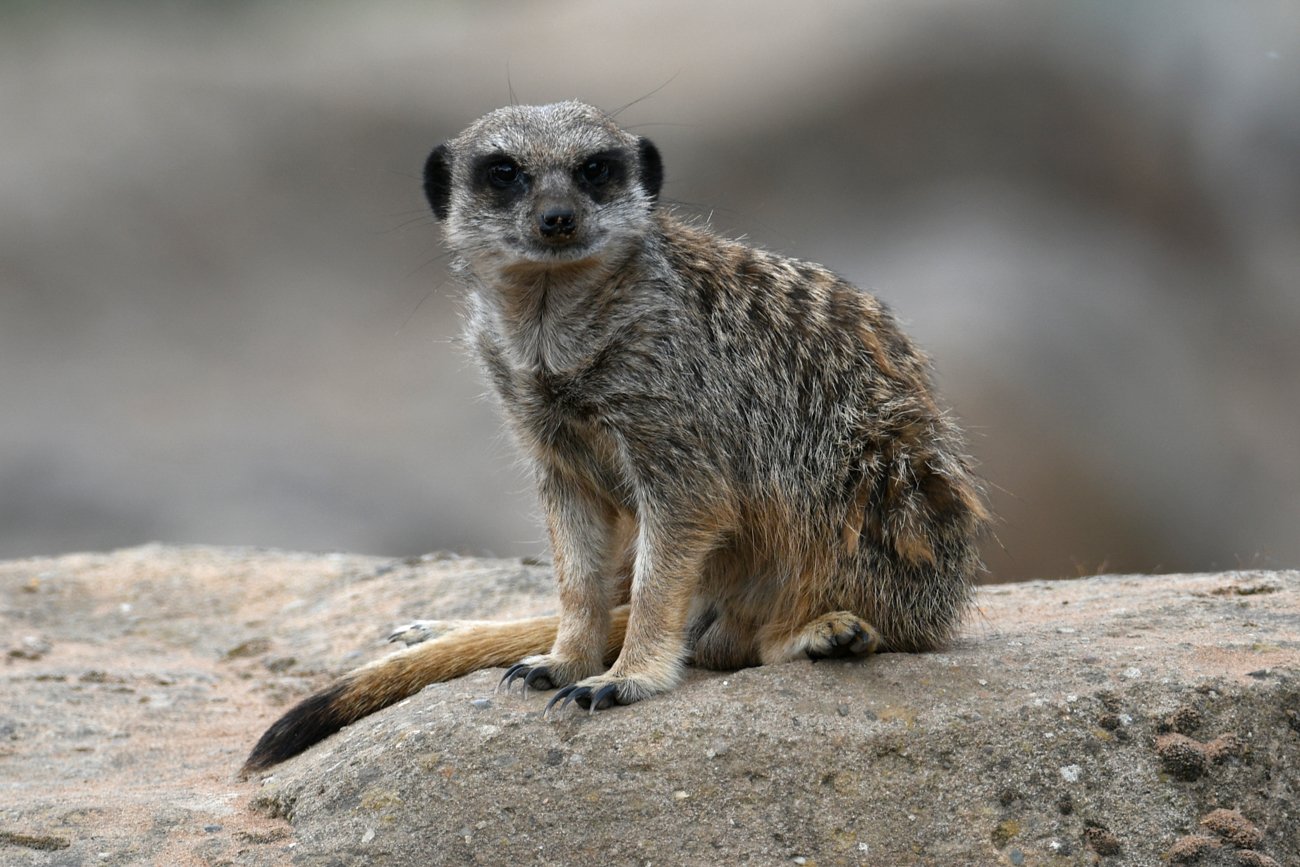 meerkat2.jpeg