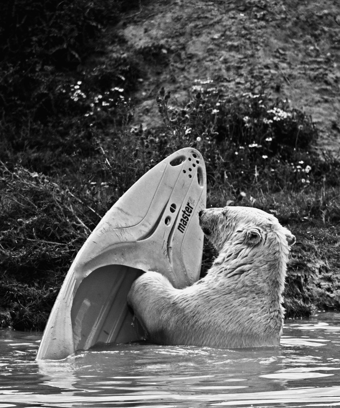 Polar Bear.jpeg