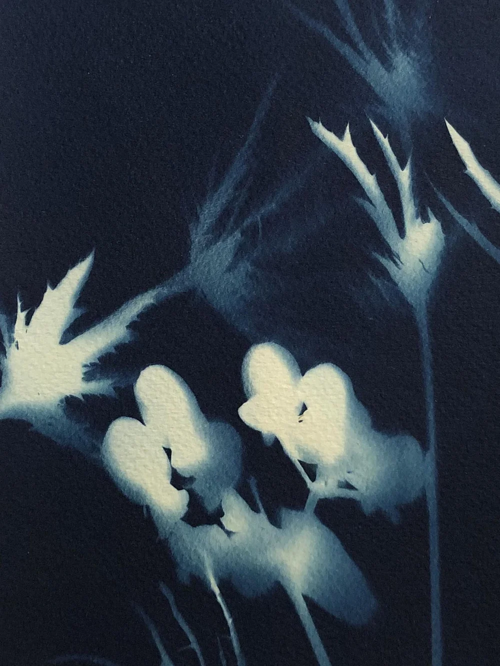 cyanotype7.jpg