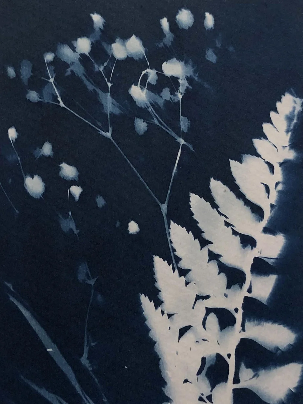 cyanotype5.jpg