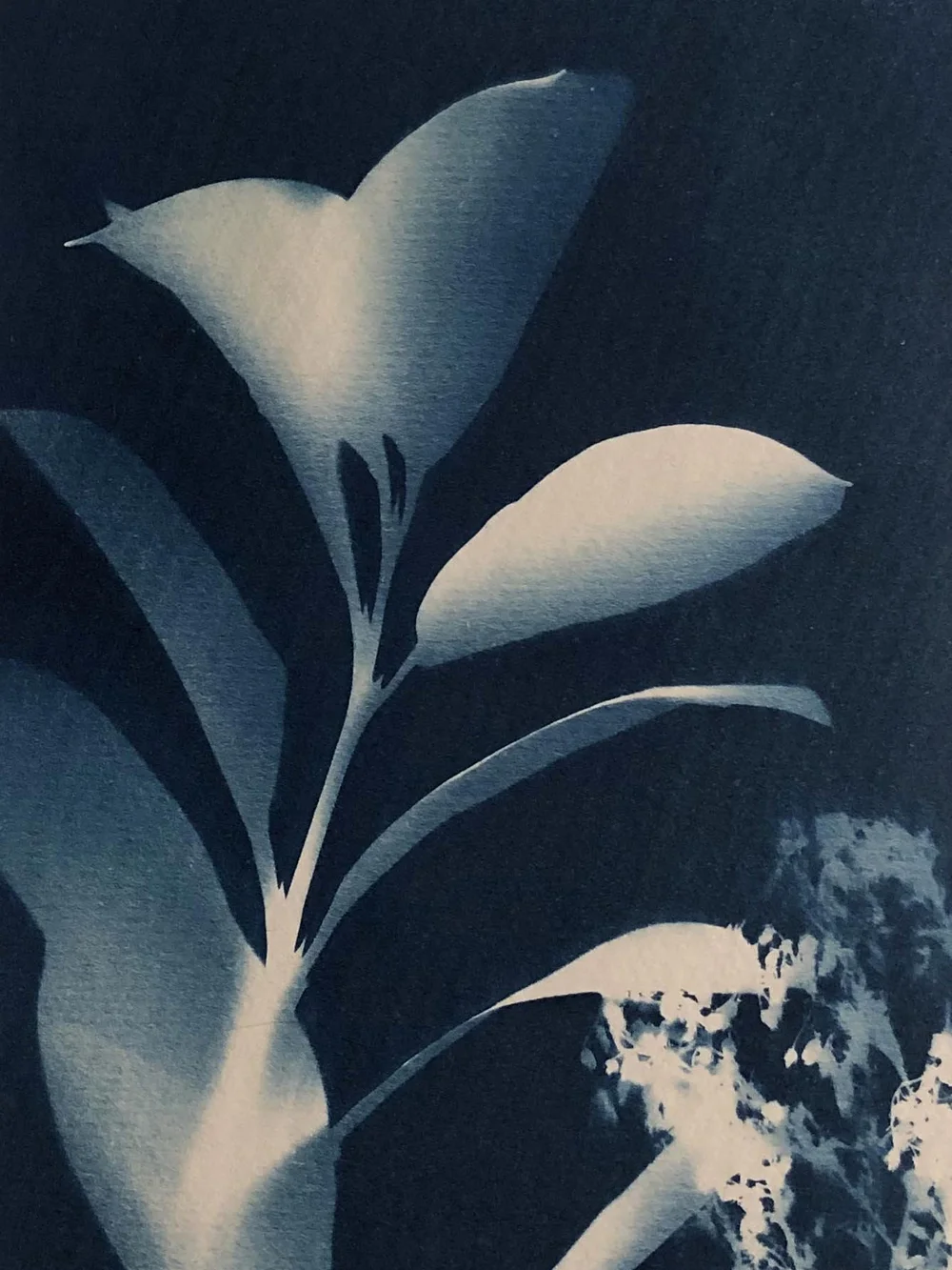 cyanotype1.jpg