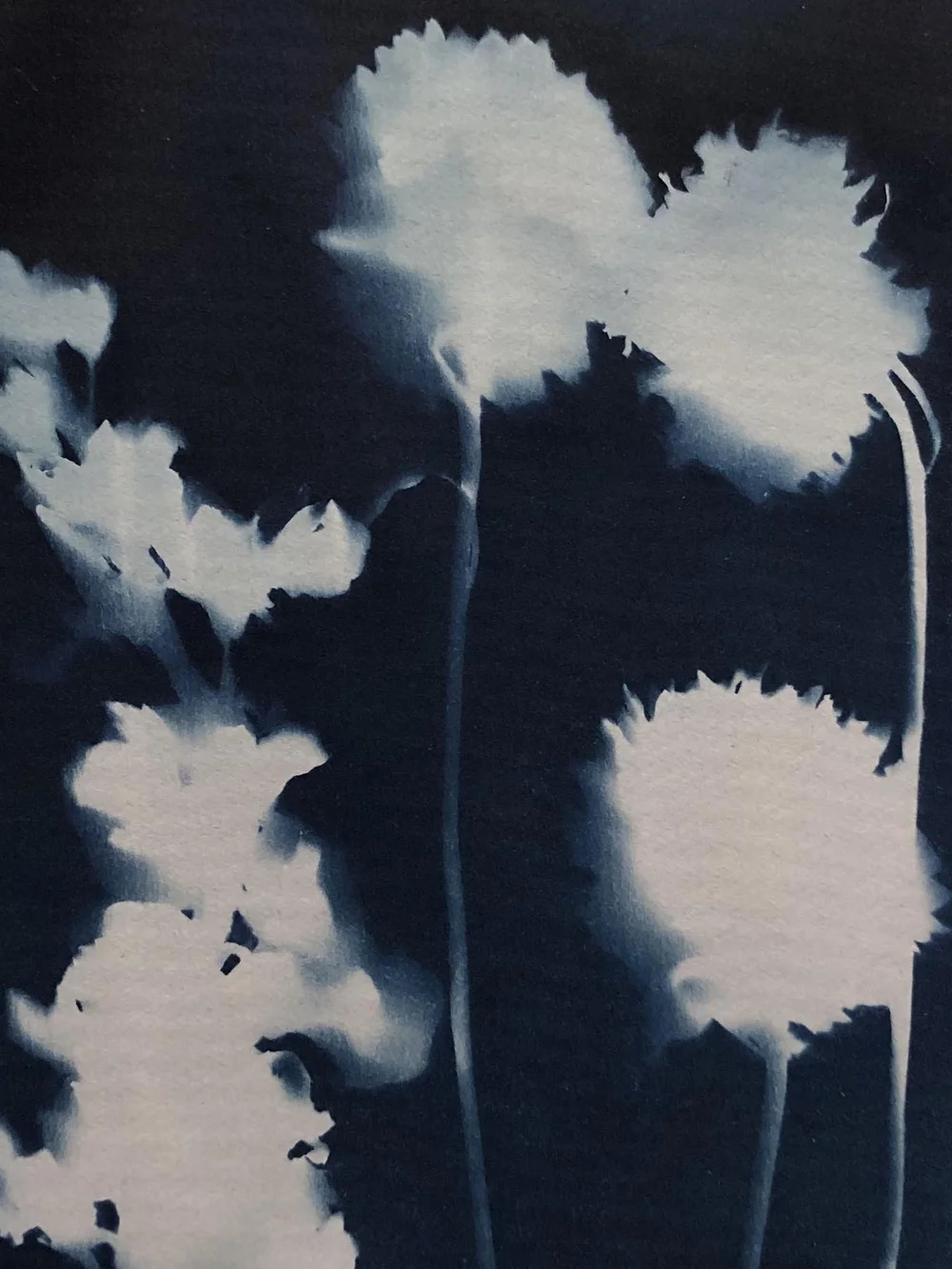 cyanotype4.jpg
